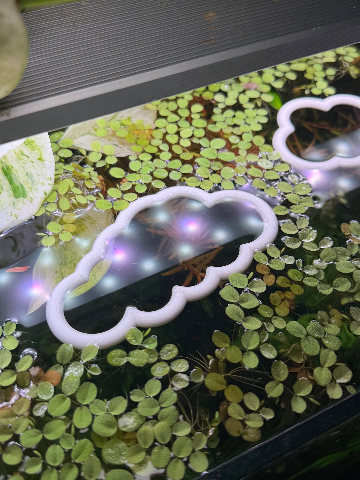 Wolken-Set fürs Aquarium – Dekorativer Ring für Pflanzen & Futter