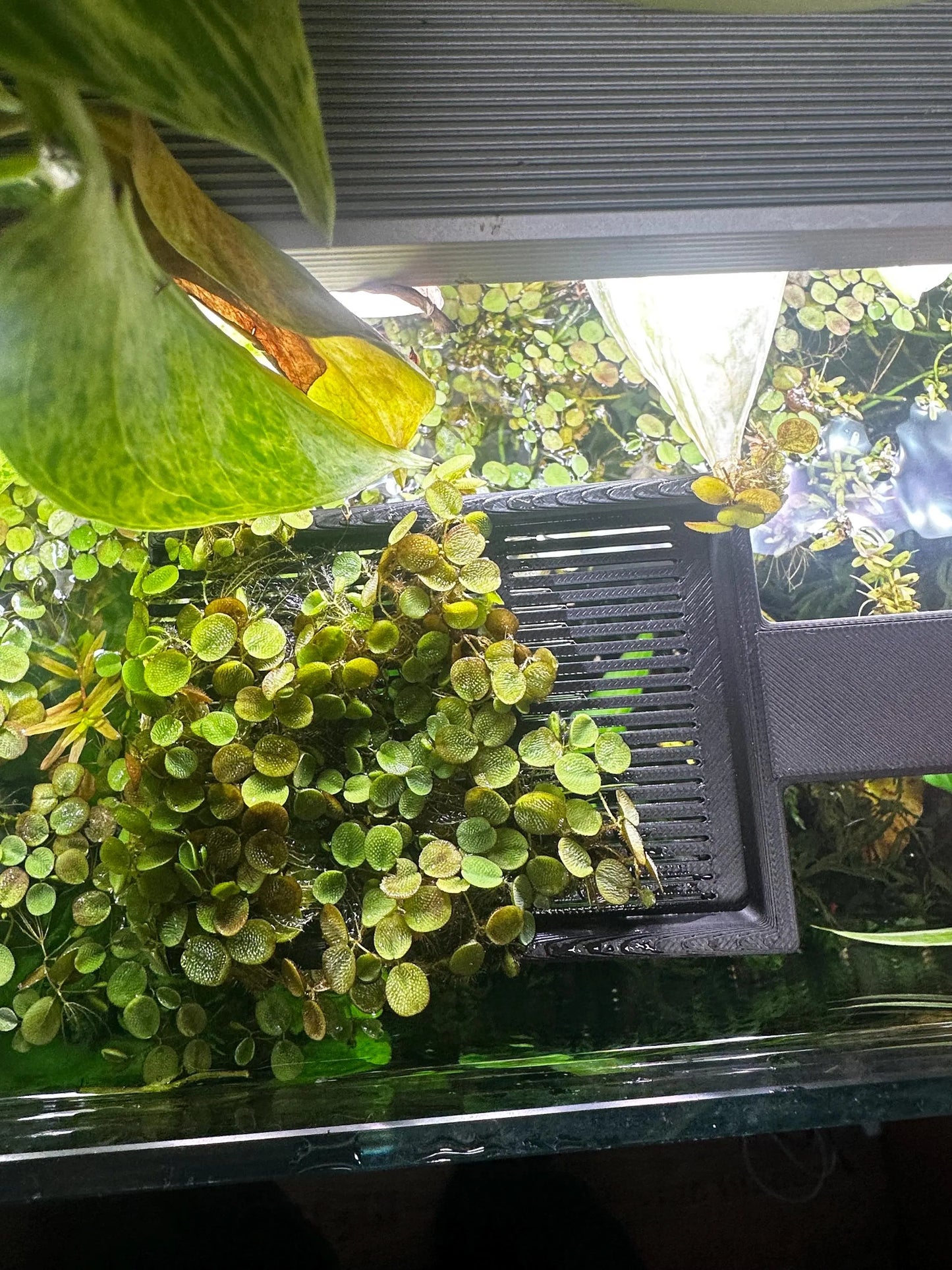 Spezial-Kescher für Aquarium Schwimmpflanzen & Wasserlinsen
