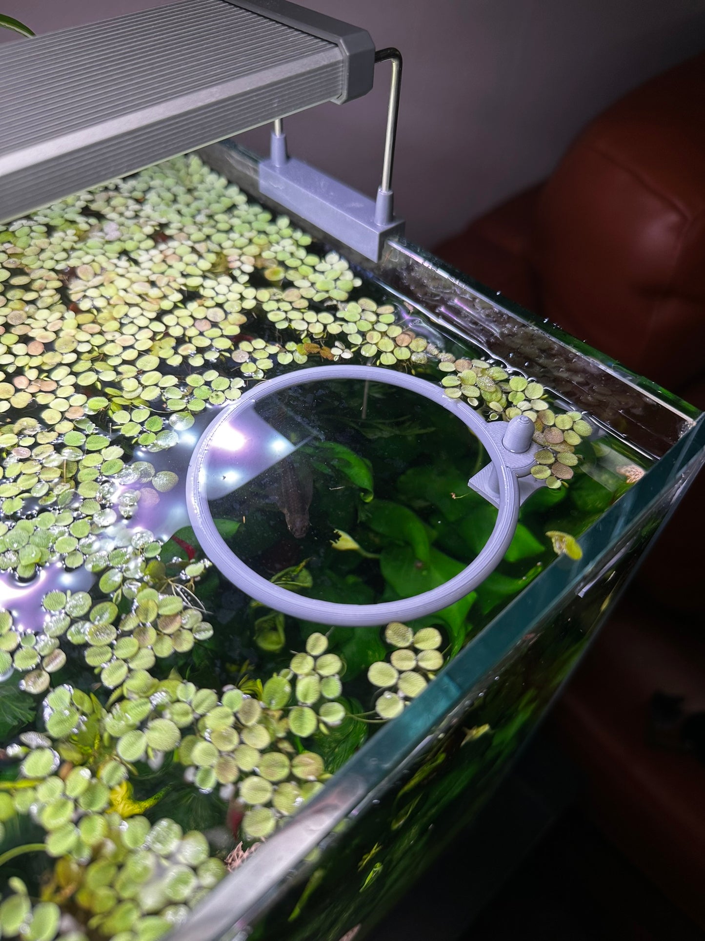 Aquarium Schwimmring mit Halterung – Fixierbarer Pflanzen- & Futterring