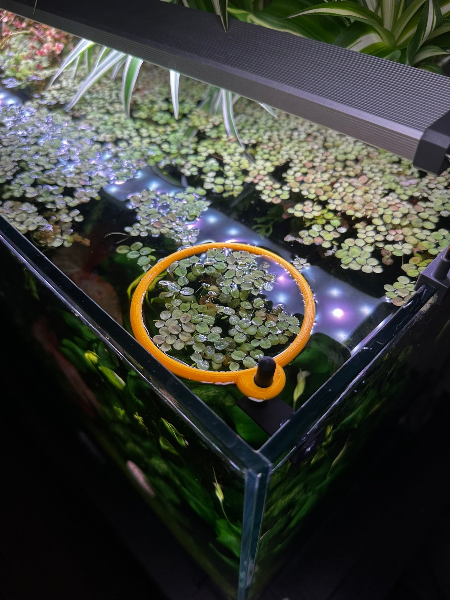 Aquarium Schwimmring mit Halterung – Fixierbarer Pflanzen- & Futterring