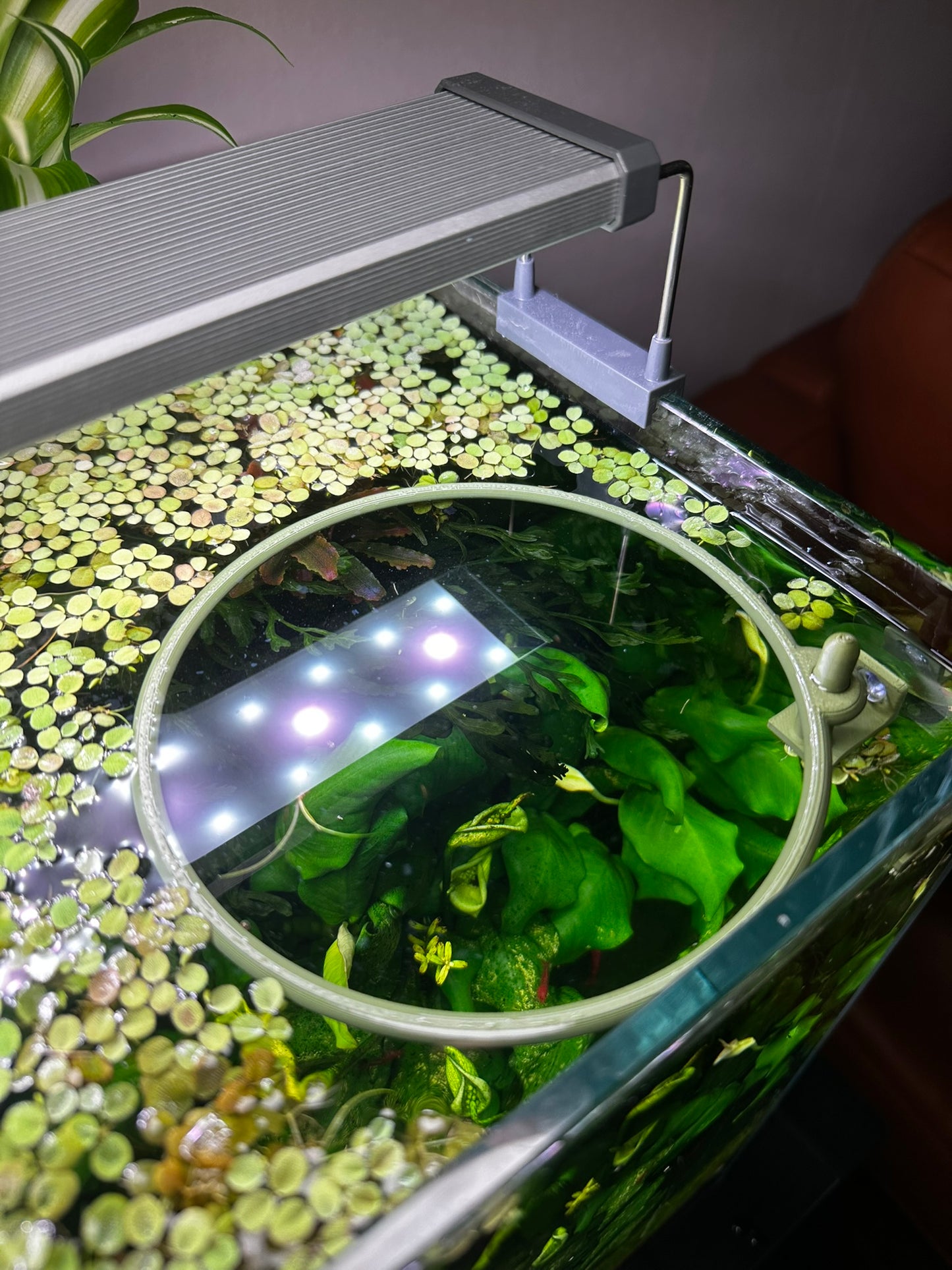 Aquarium Schwimmring mit Halterung – Fixierbarer Pflanzen- & Futterring