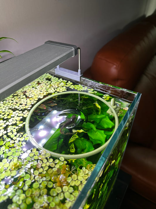Aquarium Schwimmring mit Halterung – Fixierbarer Pflanzen- & Futterring
