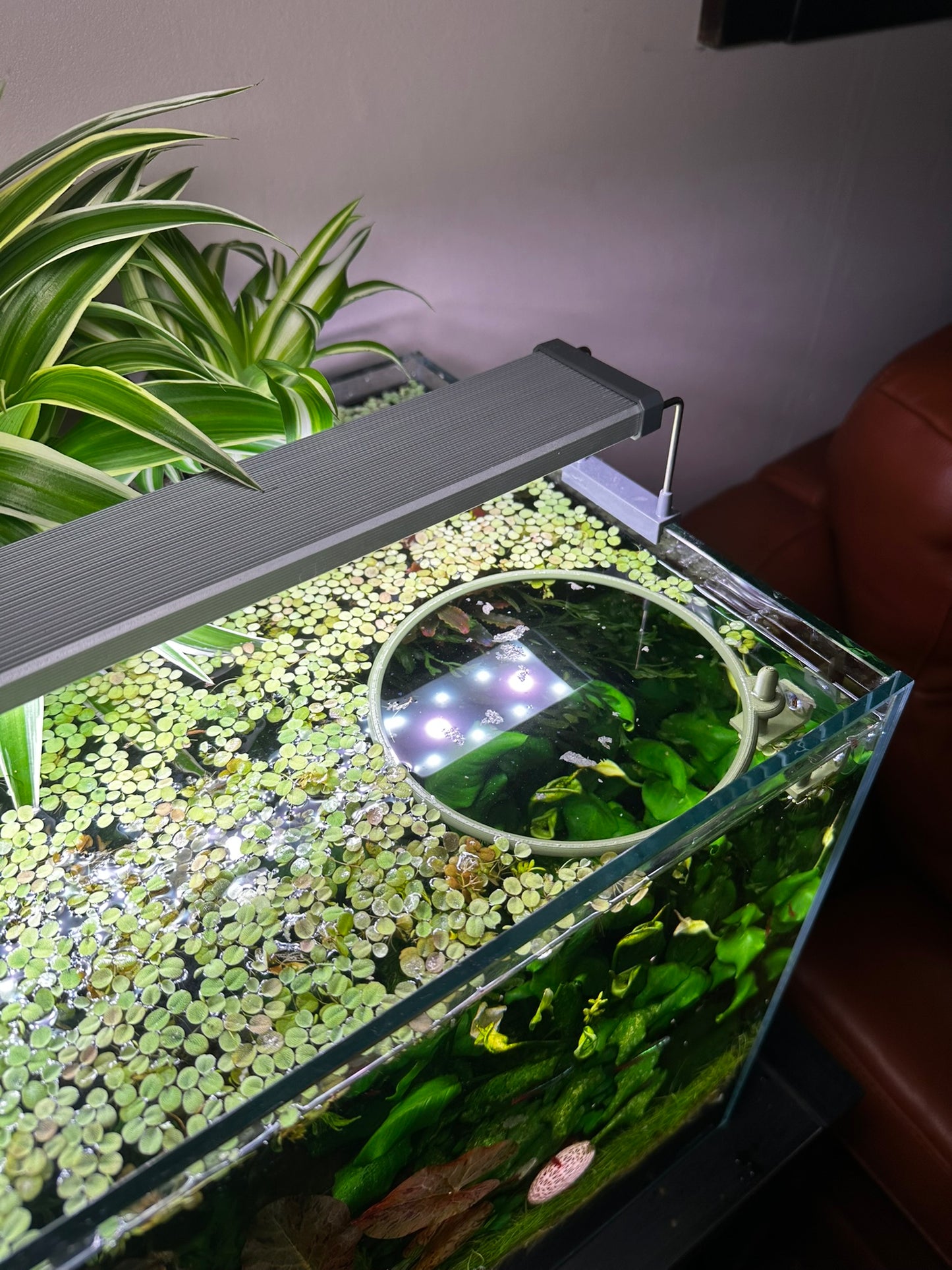 Aquarium Schwimmring mit Halterung – Fixierbarer Pflanzen- & Futterring