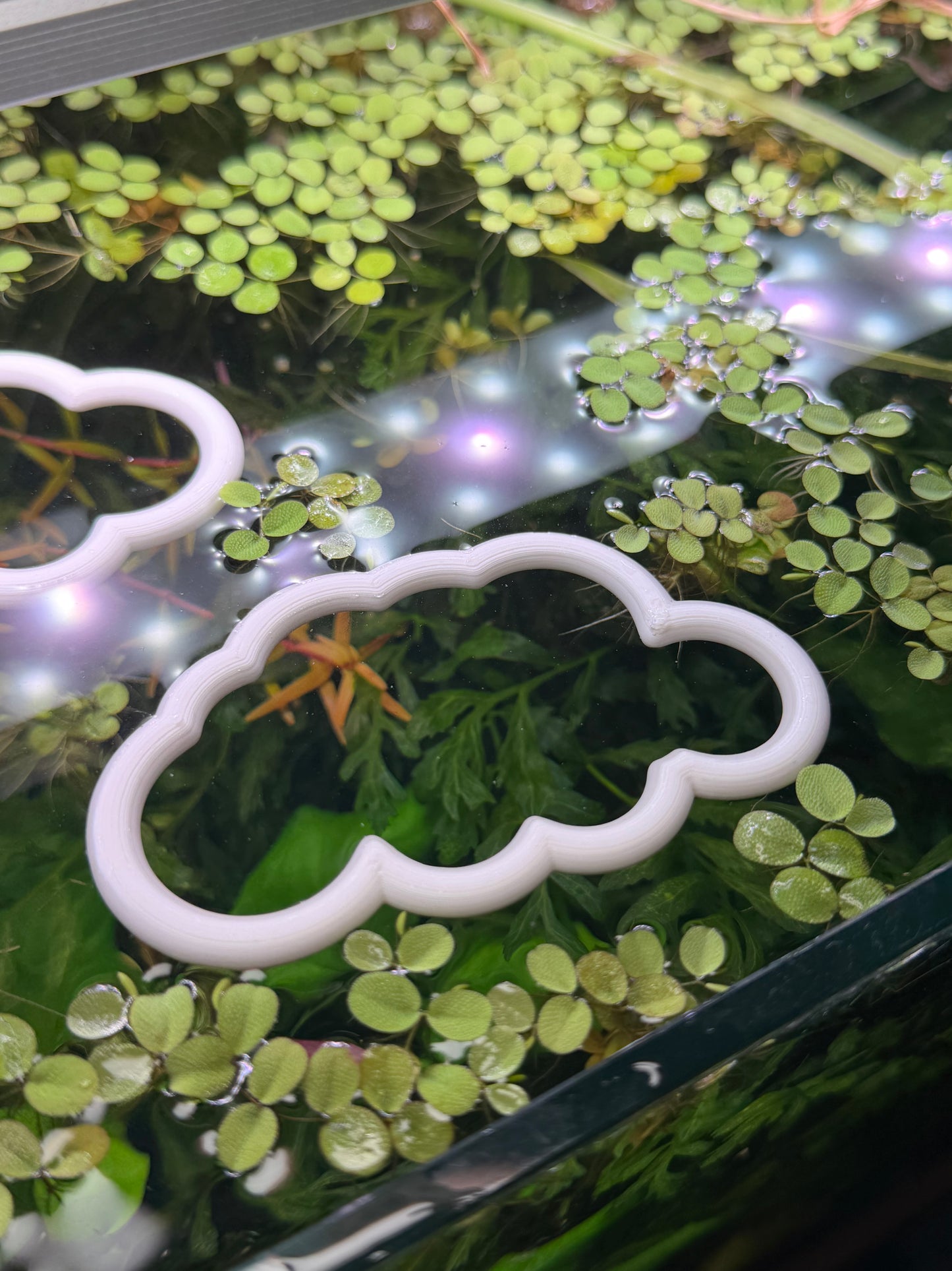 Wolken-Set fürs Aquarium – Dekorativer Ring für Pflanzen & Futter