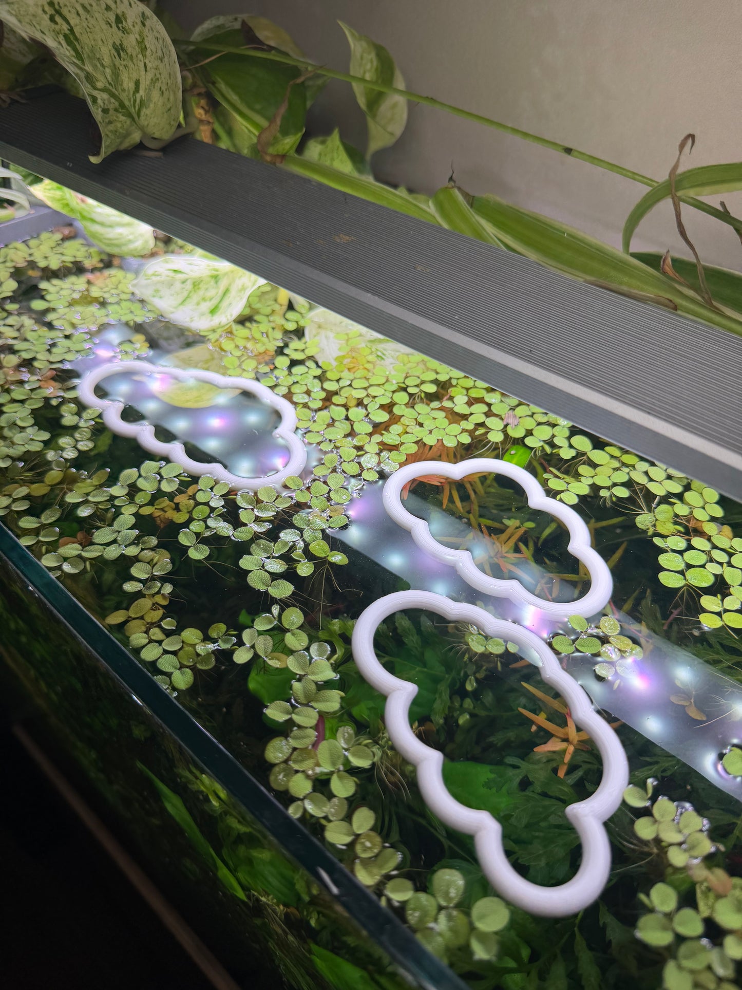 Wolken-Set fürs Aquarium – Dekorativer Ring für Pflanzen & Futter