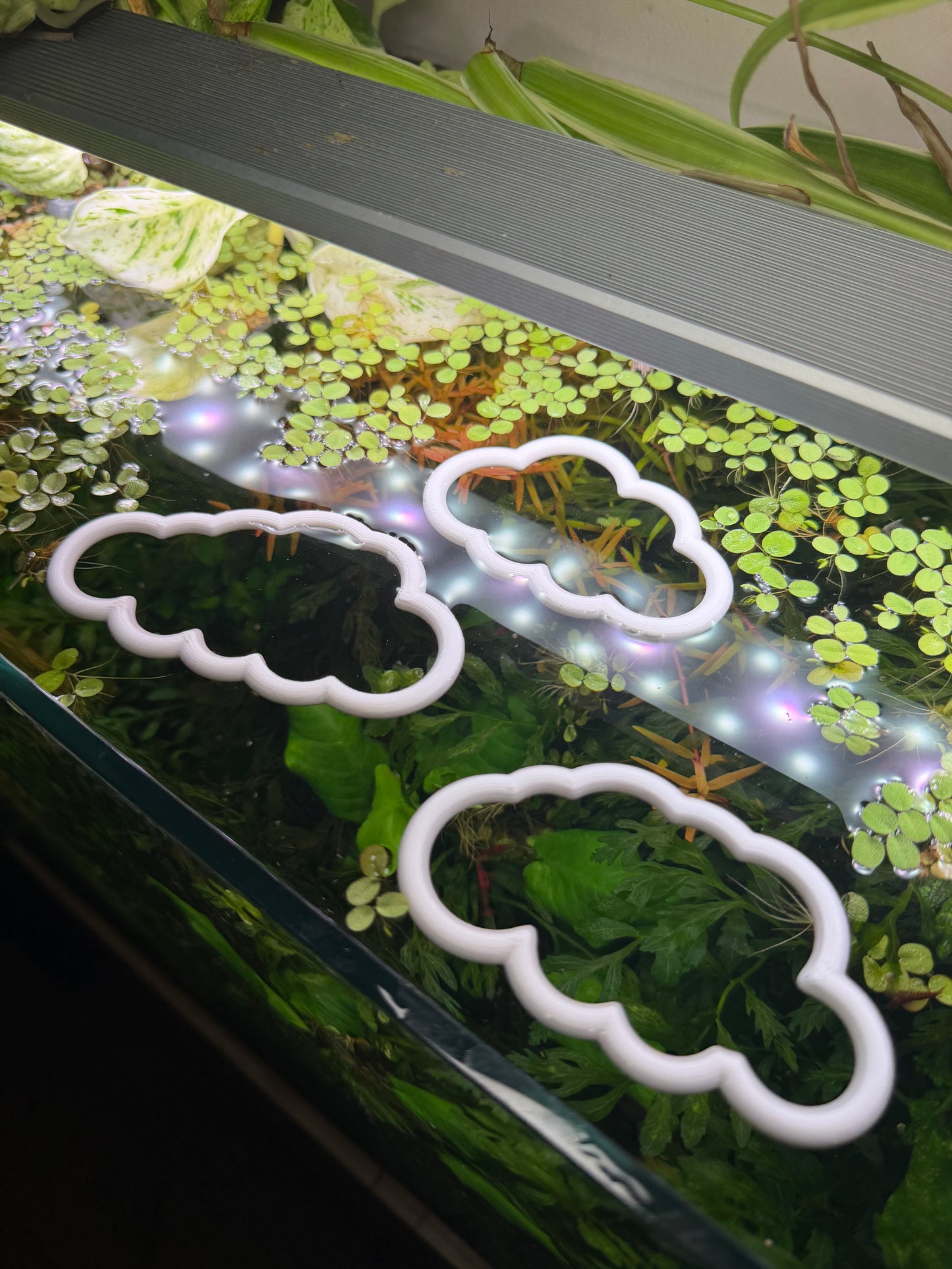 Wolken-Set fürs Aquarium – Dekorativer Ring für Pflanzen & Futter