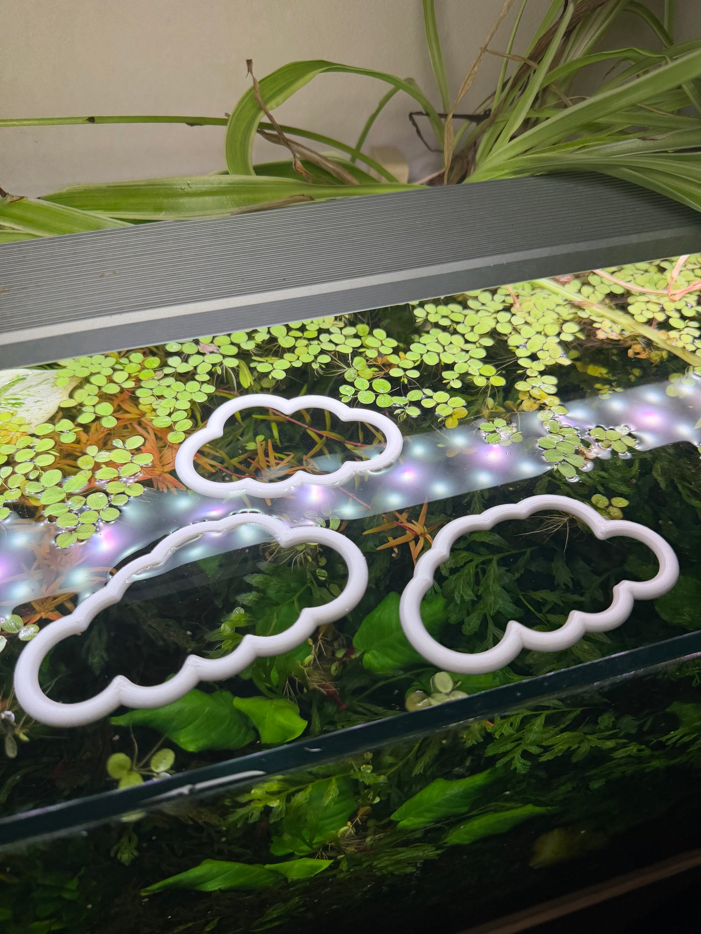 Wolken-Set fürs Aquarium – Dekorativer Ring für Pflanzen & Futter