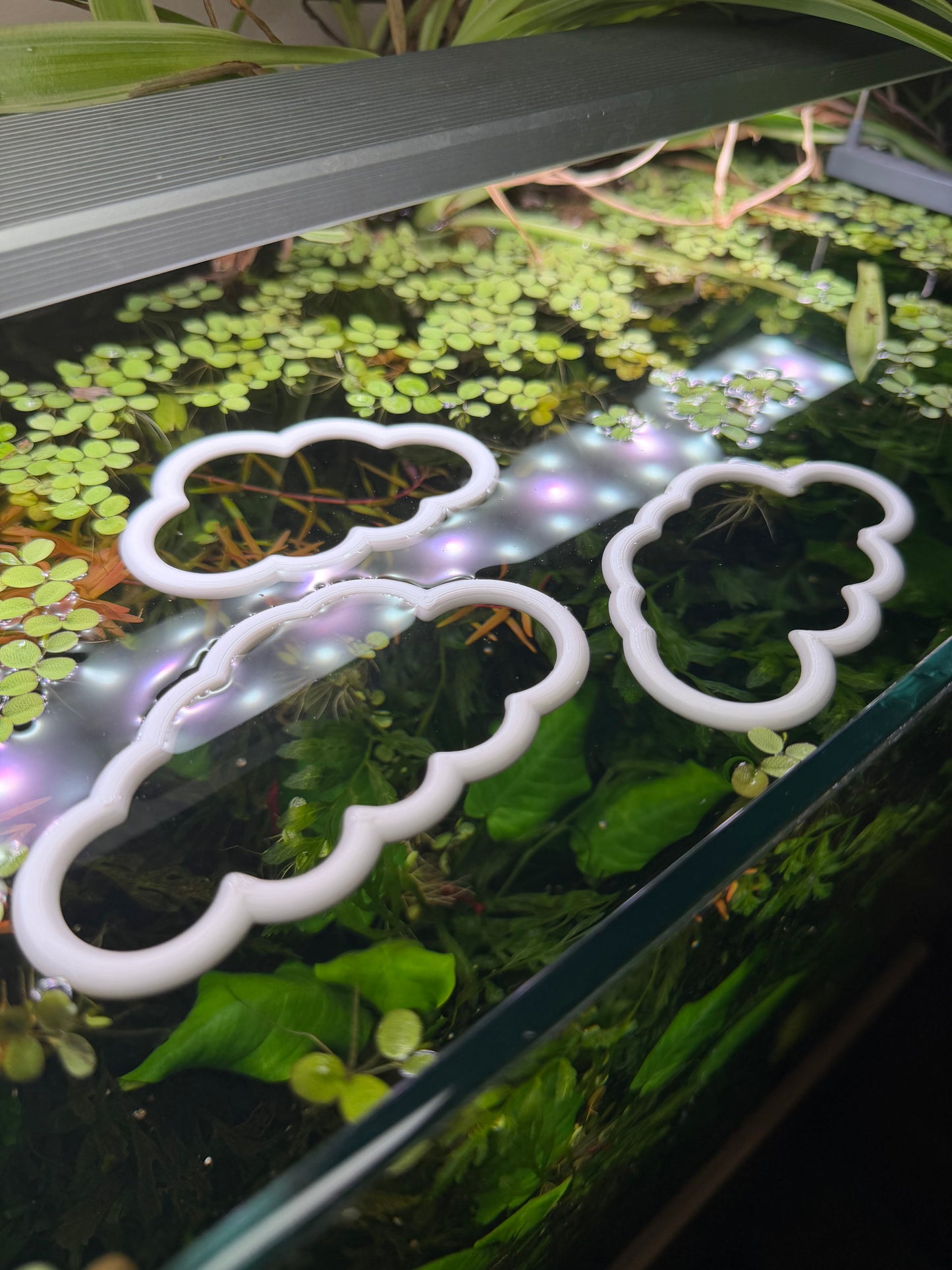 Wolken-Set fürs Aquarium – Dekorativer Ring für Pflanzen & Futter