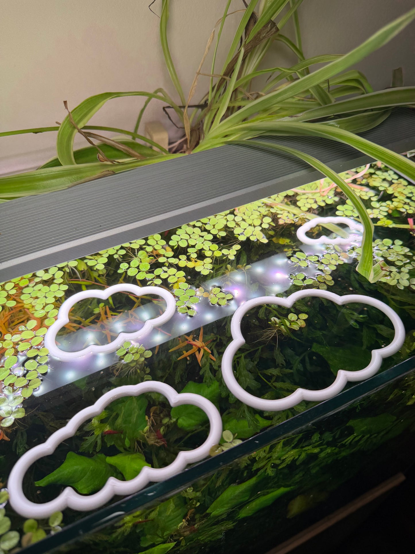 Wolken-Set fürs Aquarium – Dekorativer Ring für Pflanzen & Futter