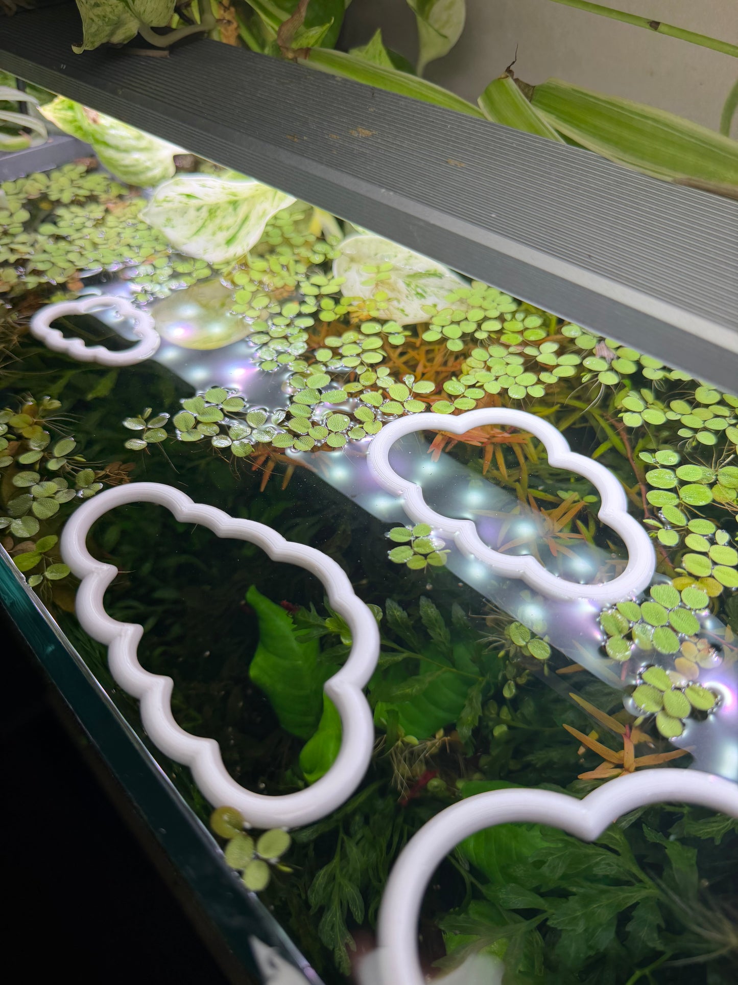 Wolken-Set fürs Aquarium – Dekorativer Ring für Pflanzen & Futter