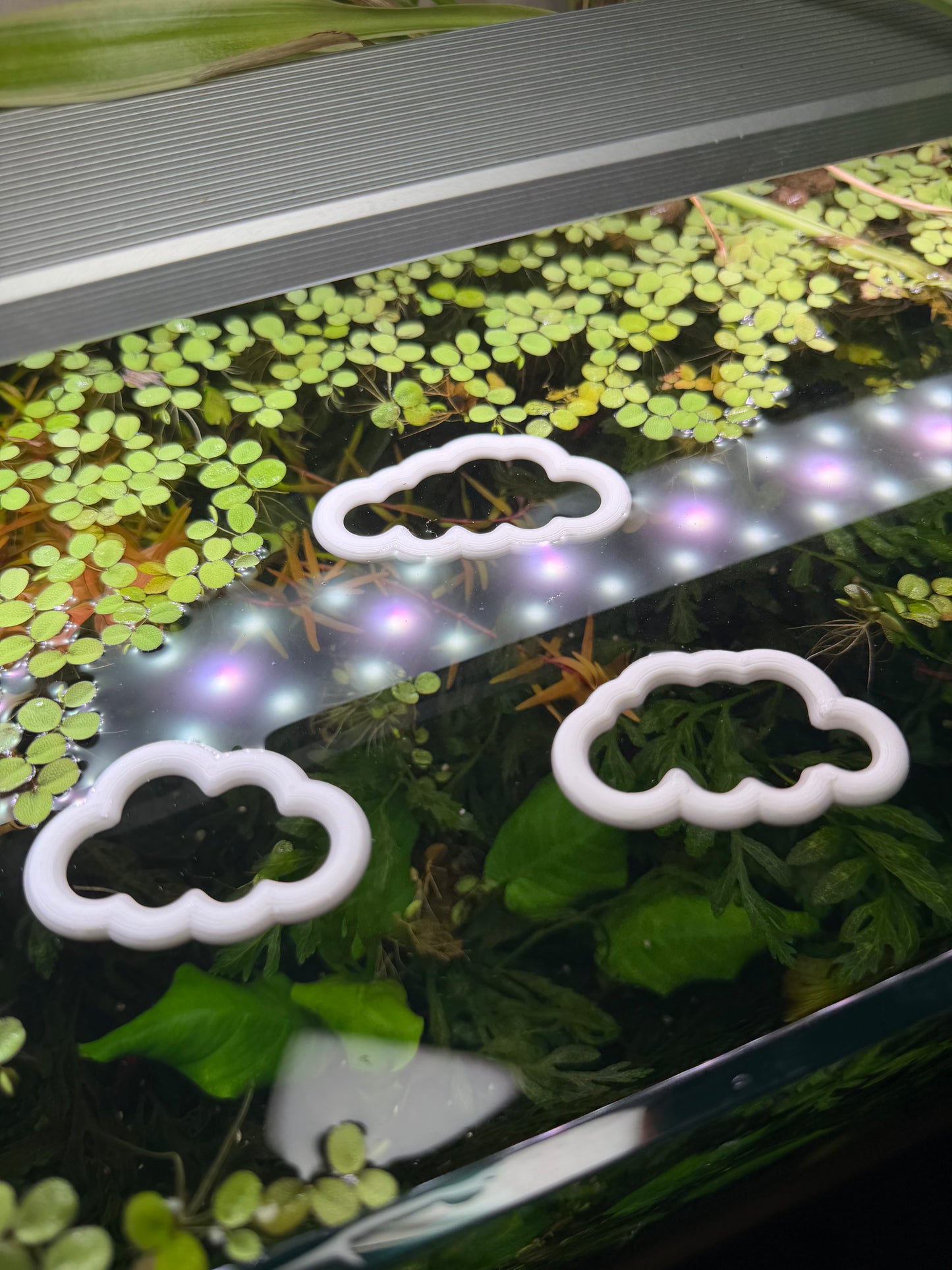 Wolken-Set fürs Aquarium – Dekorativer Ring für Pflanzen & Futter