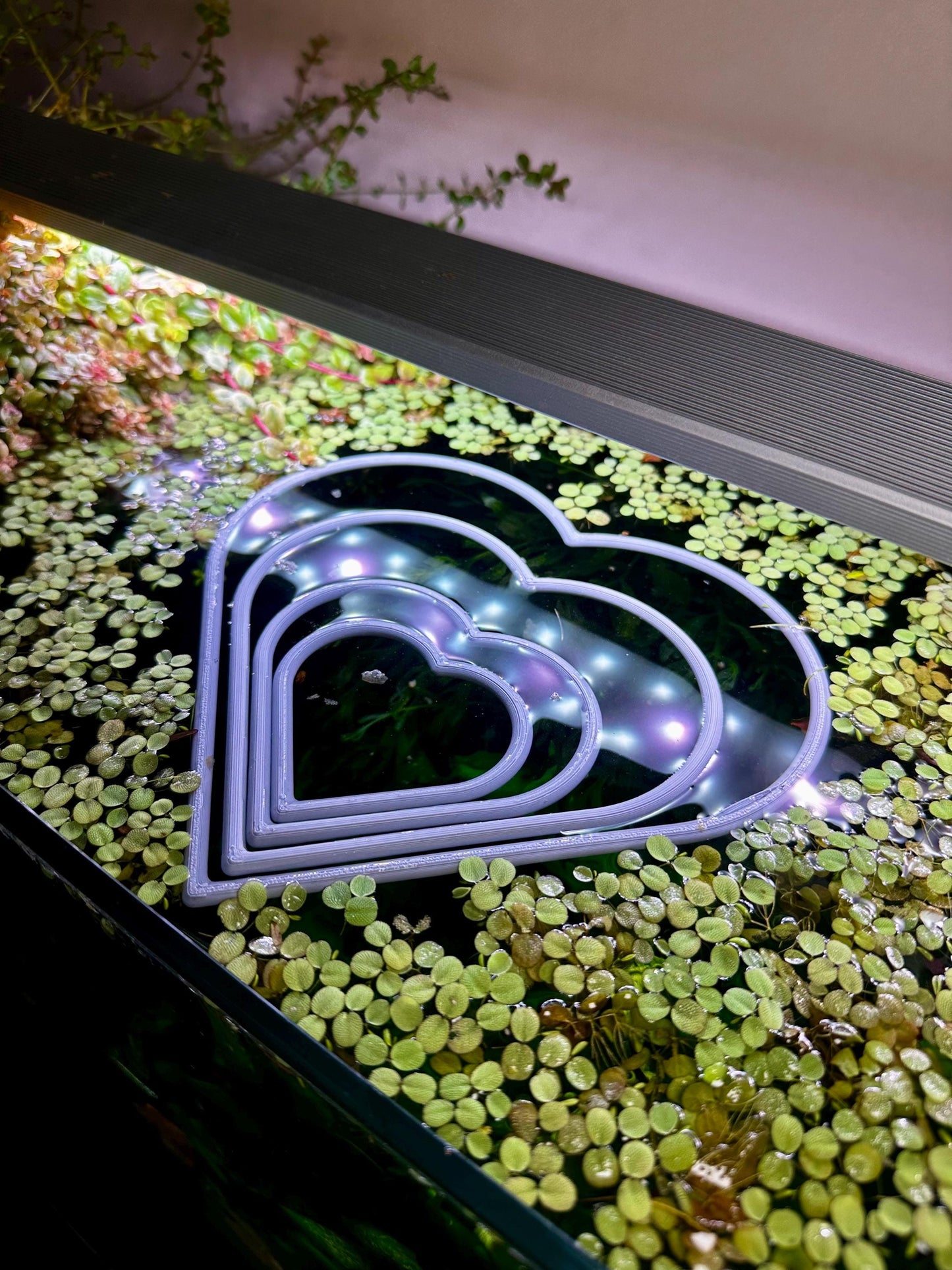 Schwimmender Herzring fürs Aquarium – Pflanzen- & Futterhilfe