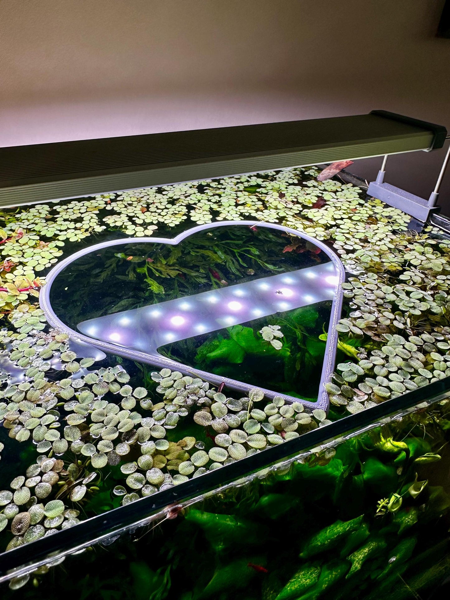 Schwimmender Herzring fürs Aquarium – Pflanzen- & Futterhilfe