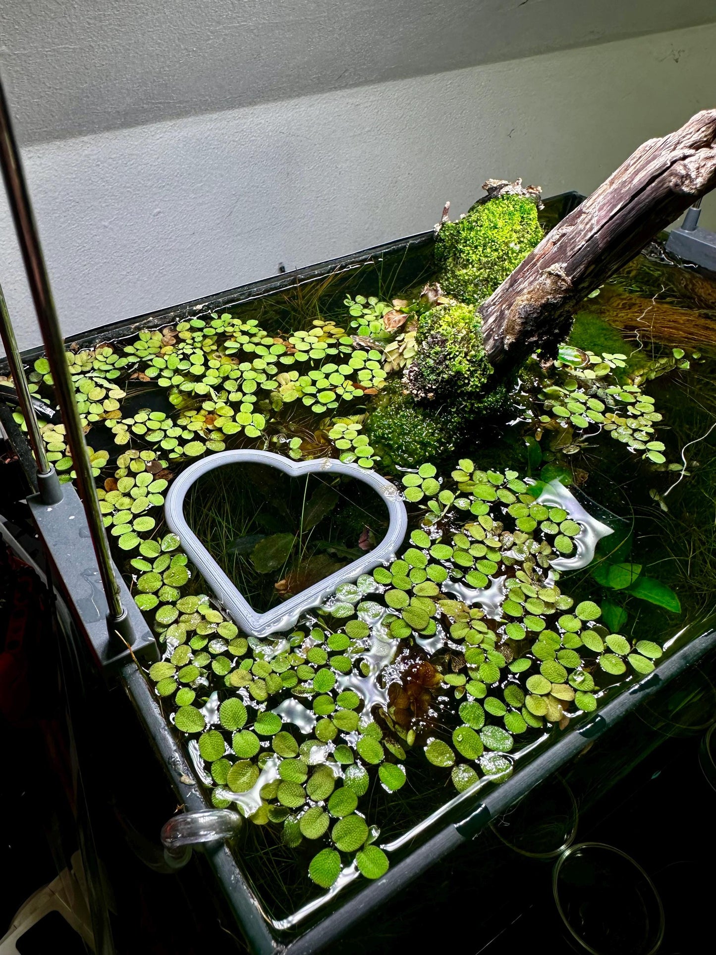 Schwimmender Herzring fürs Aquarium – Pflanzen- & Futterhilfe