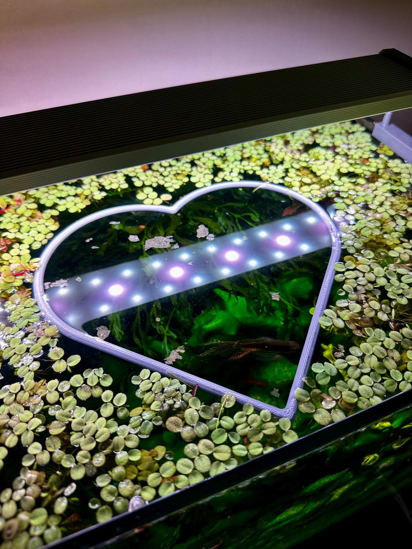 Schwimmender Herzring fürs Aquarium – Pflanzen- & Futterhilfe