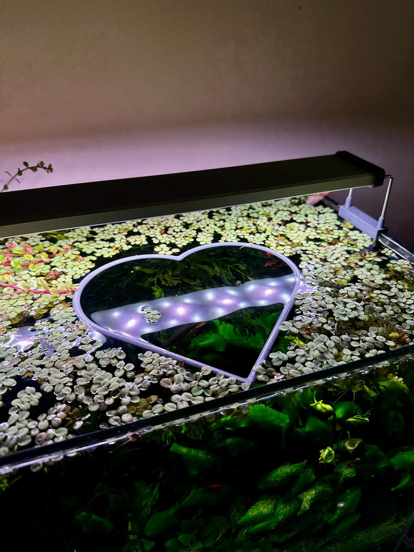 Schwimmender Herzring fürs Aquarium – Pflanzen- & Futterhilfe