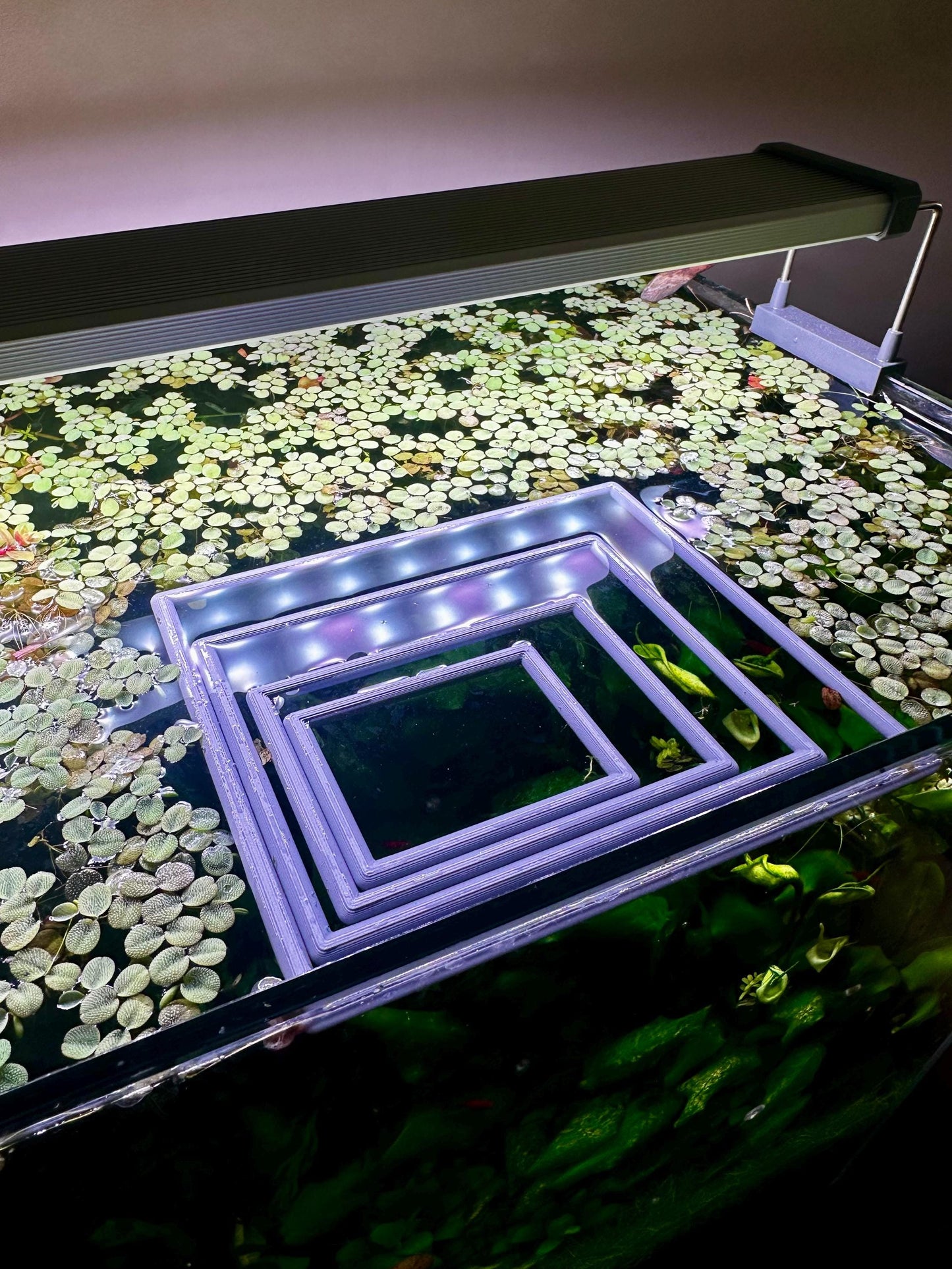 Schwimmender Aquarium-Ring in Rechteckform – Futter- & Pflanzenhilfe