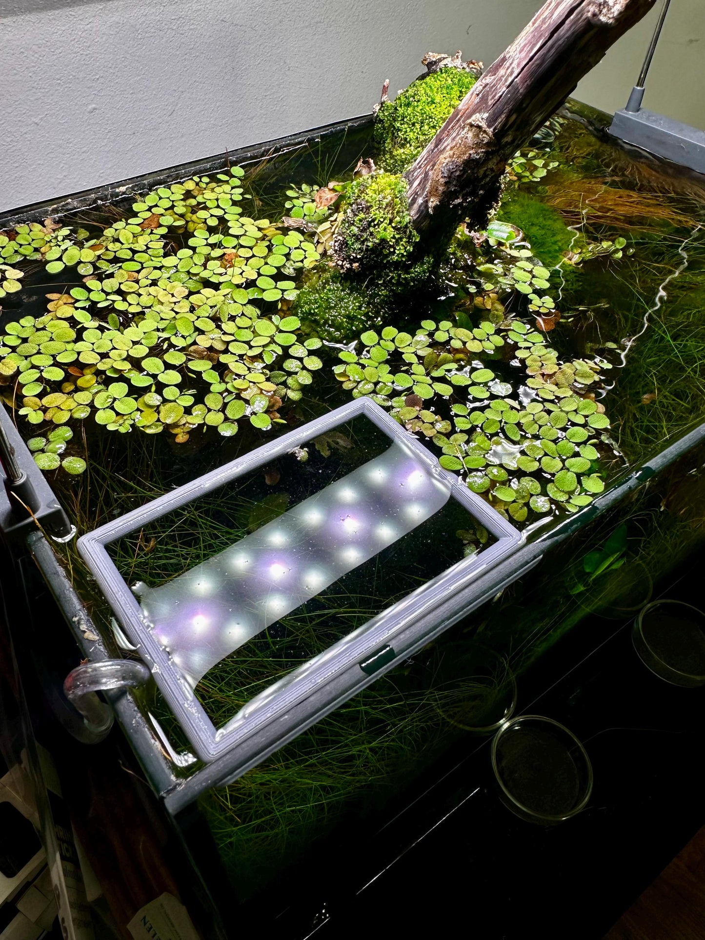 Schwimmender Aquarium-Ring in Rechteckform – Futter- & Pflanzenhilfe