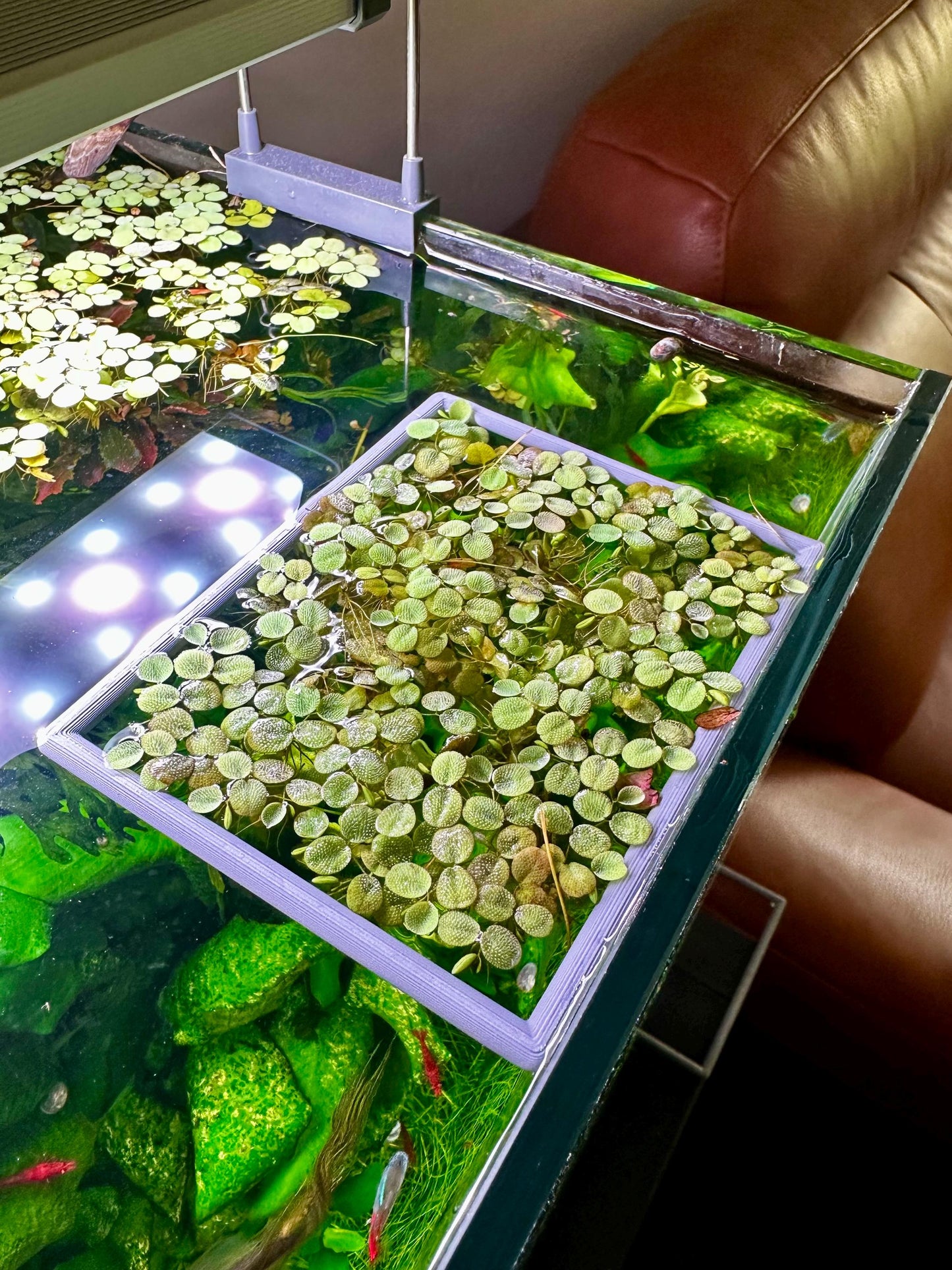 Schwimmender Aquarium-Ring in Rechteckform – Futter- & Pflanzenhilfe