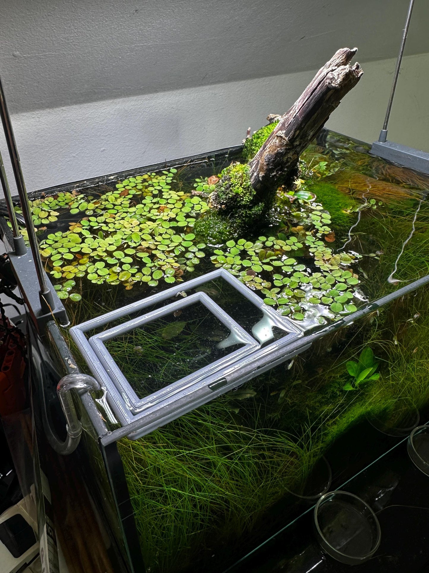 Schwimmender Aquarium-Ring in Rechteckform – Futter- & Pflanzenhilfe