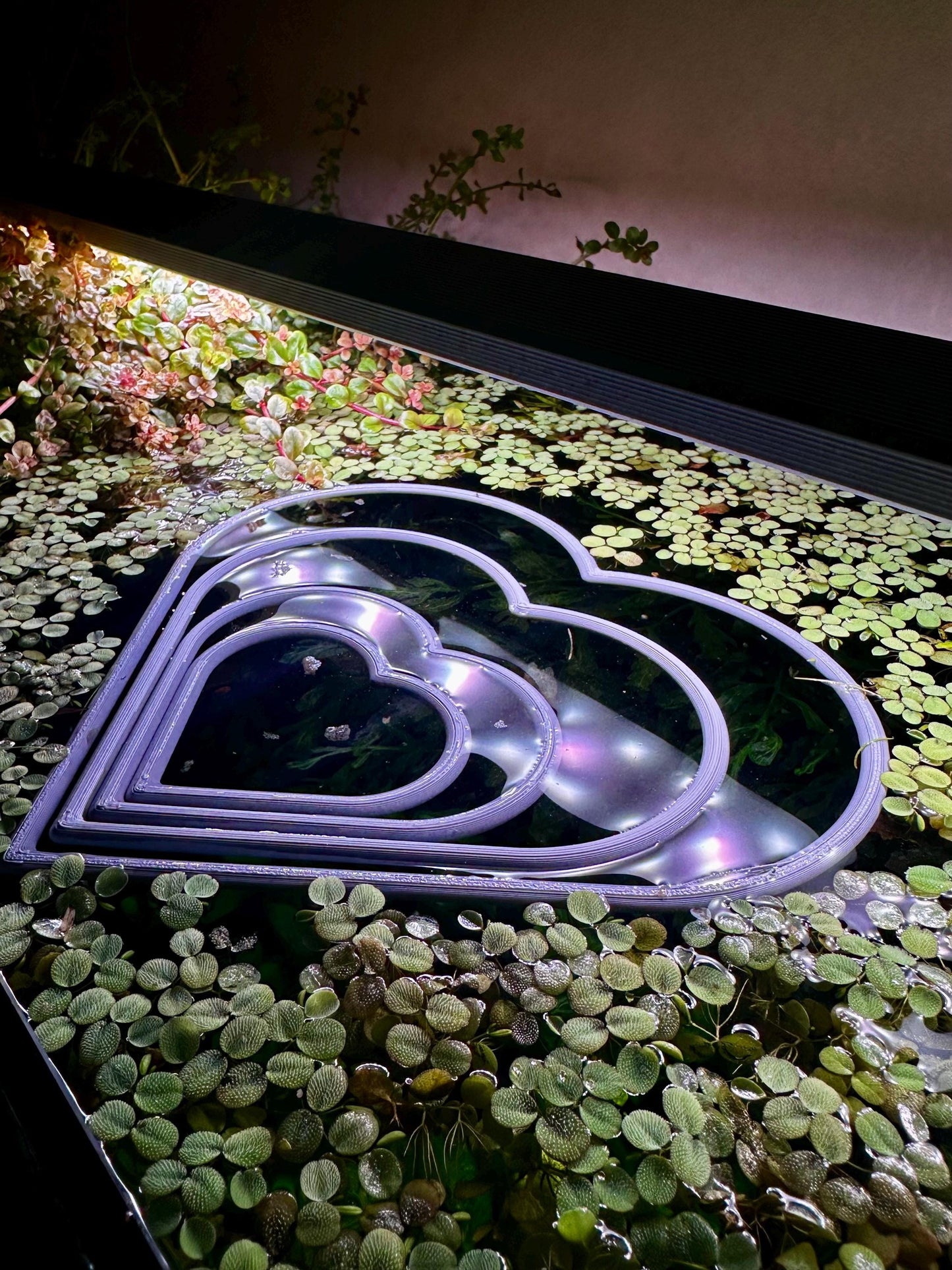 Schwimmender Herzring fürs Aquarium – Pflanzen- & Futterhilfe