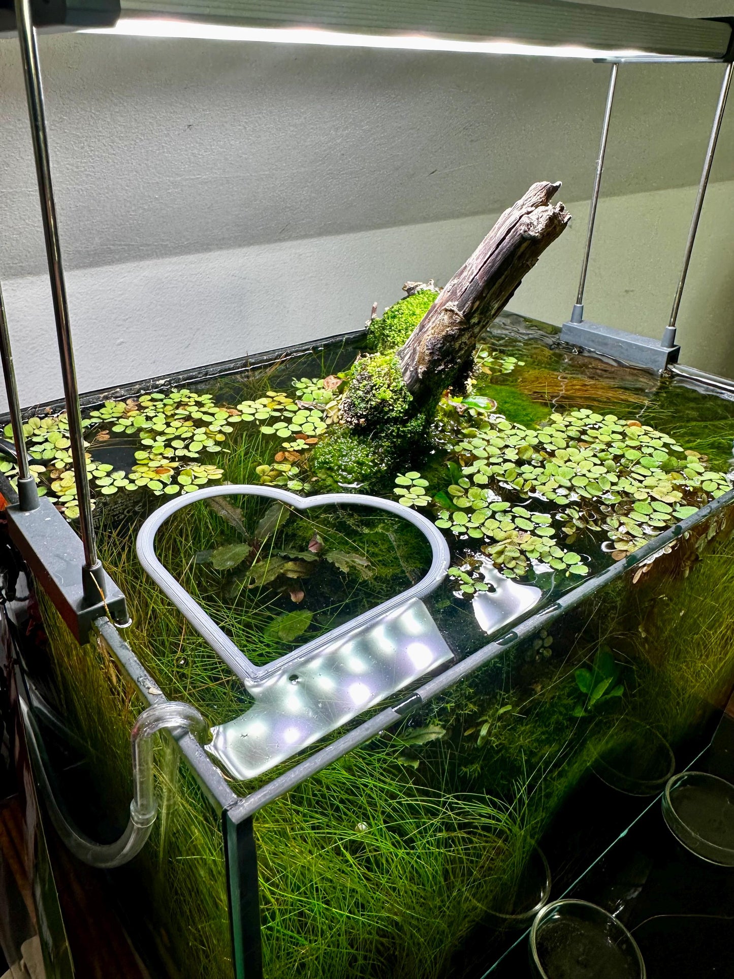 Schwimmender Herzring fürs Aquarium – Pflanzen- & Futterhilfe