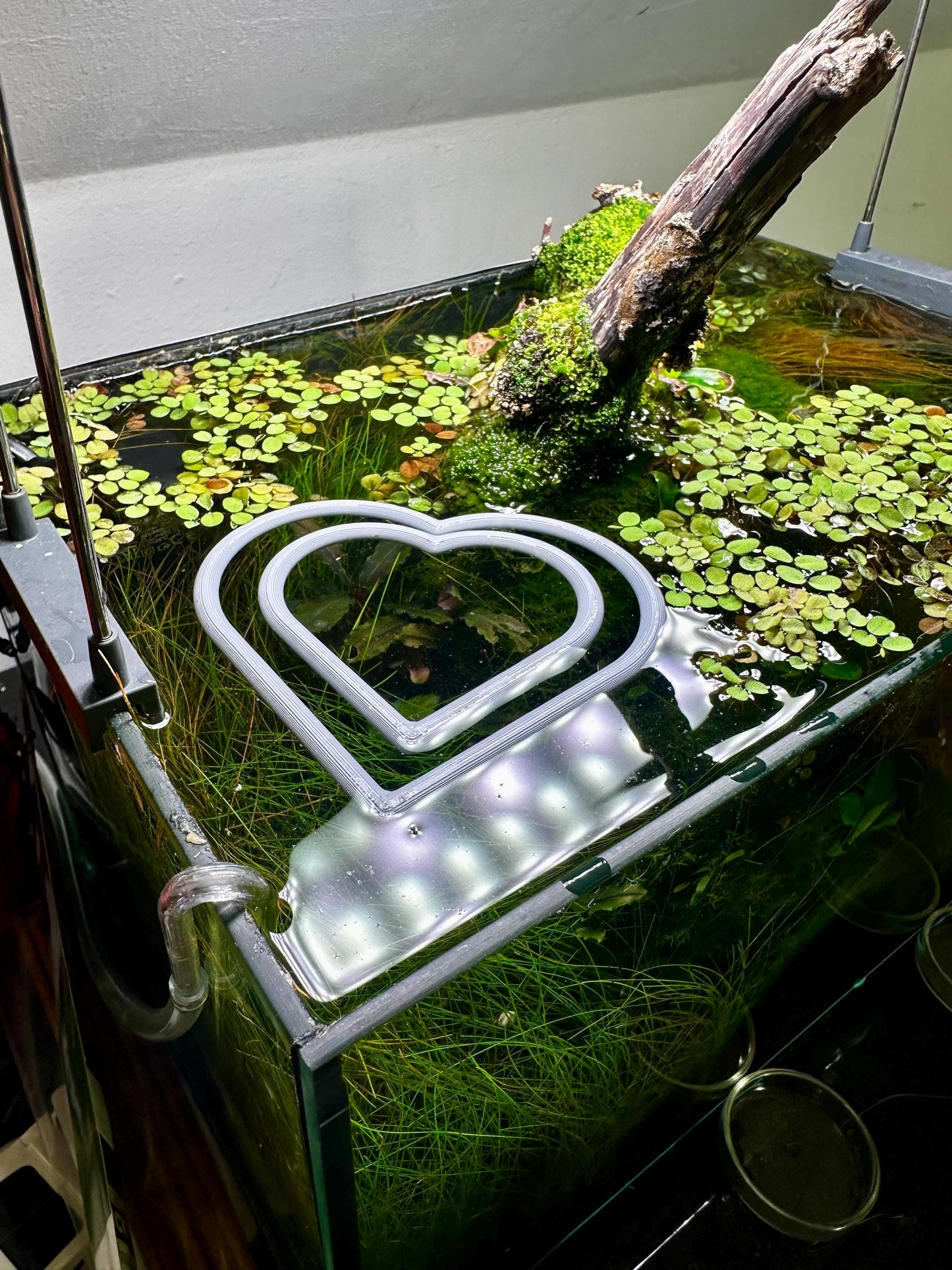 Schwimmender Herzring fürs Aquarium – Pflanzen- & Futterhilfe