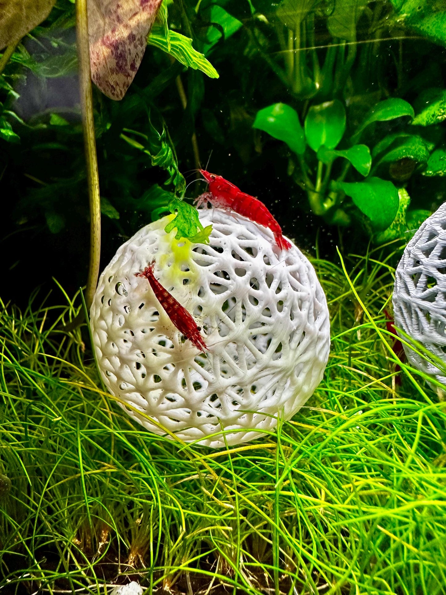 Aquarium Dekokugel z.B zum Aufbinden von Moos