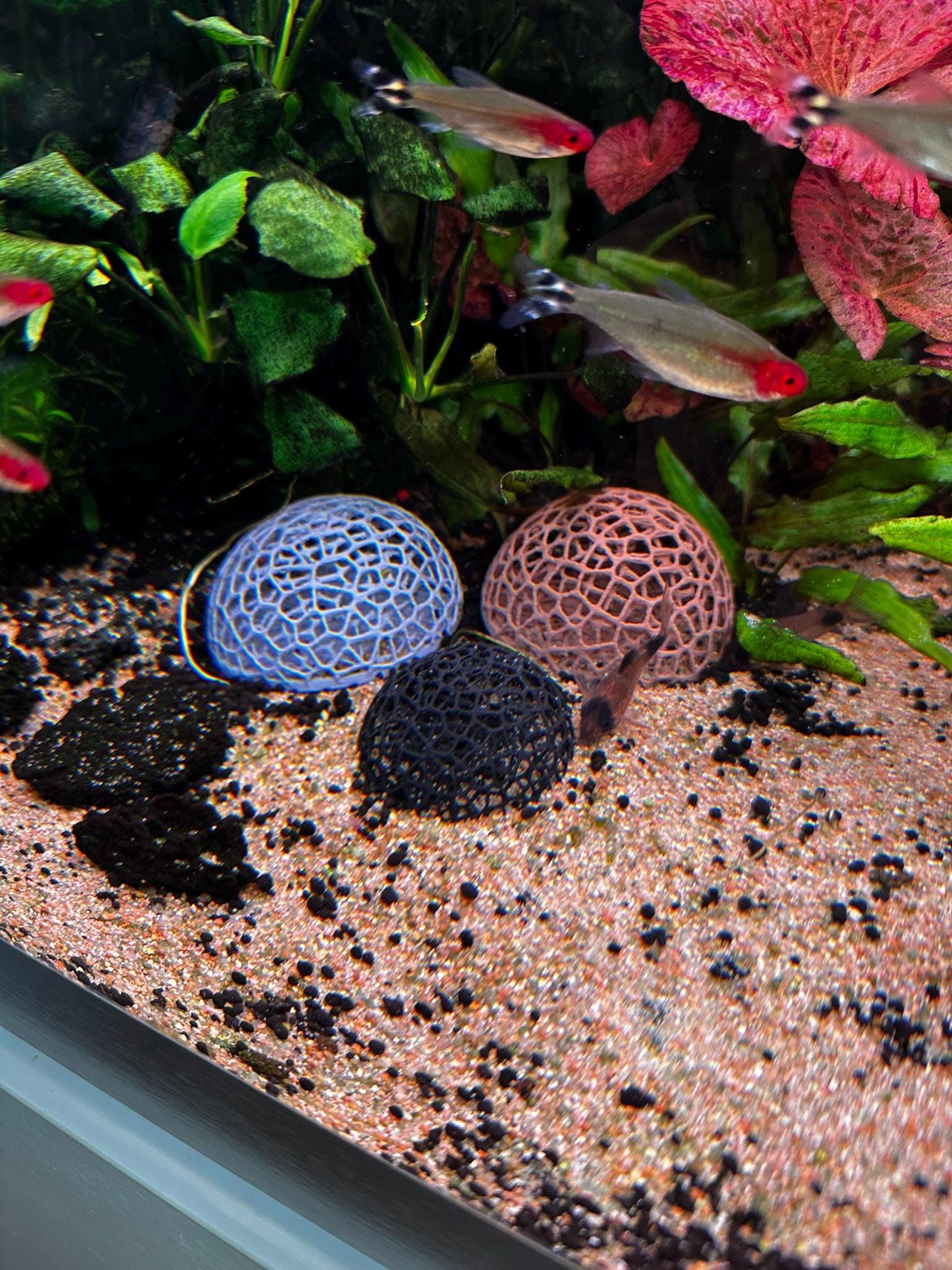 Aquarium Garnelen-Kuppel – Mooshalter & Spielplatz für Aquarien (Ø50/65 mm)