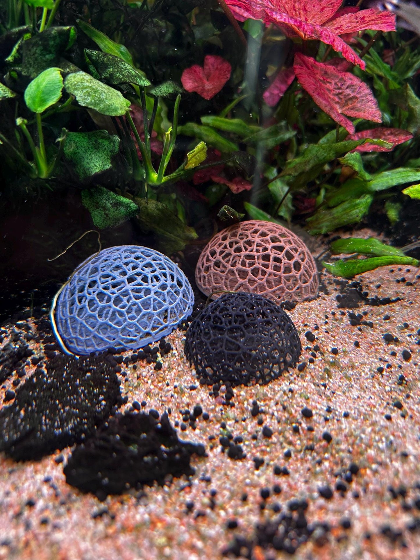 Aquarium Garnelen-Kuppel – Mooshalter & Spielplatz für Aquarien (Ø50/65 mm)