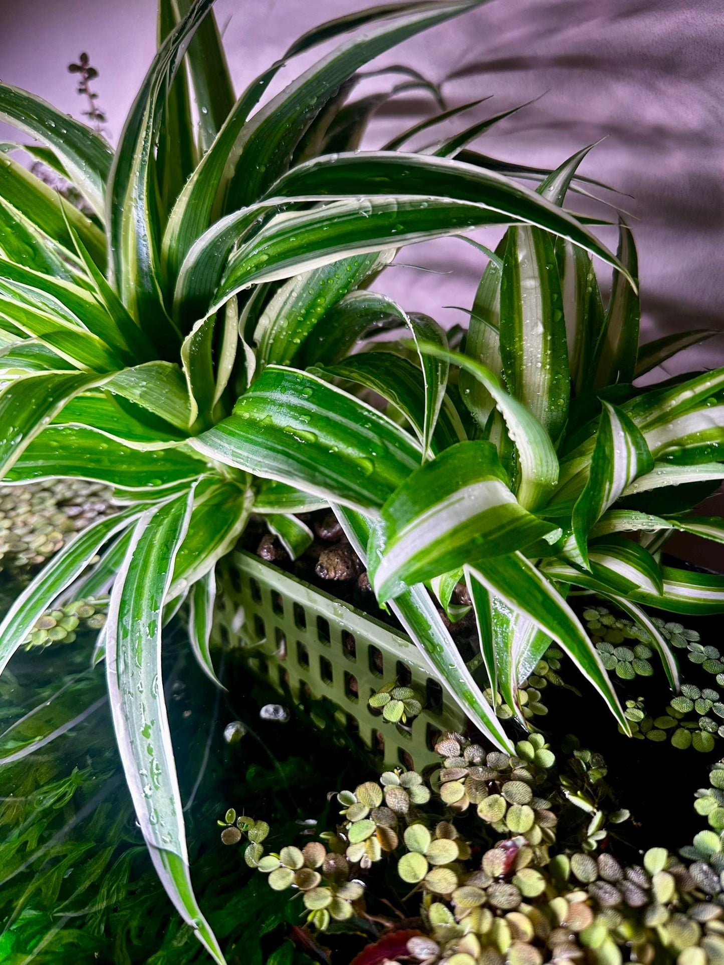 Höhenverstellbarer Aquarium Pflanzenkorb – 3D-gedruckter Pflanzhalter zum Einhängen (S, M, L)