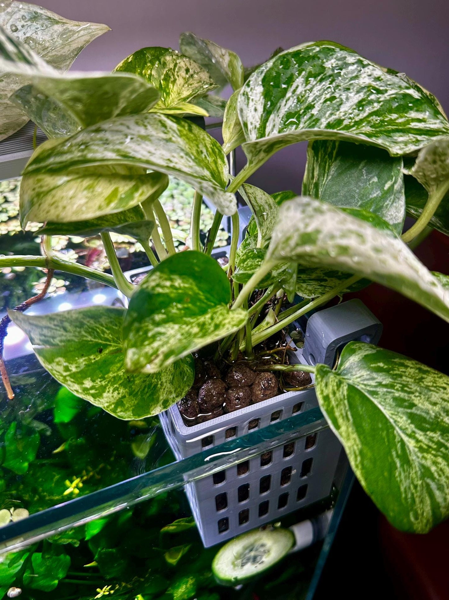 Höhenverstellbarer Aquarium Pflanzenkorb – 3D-gedruckter Pflanzhalter zum Einhängen (S, M, L)