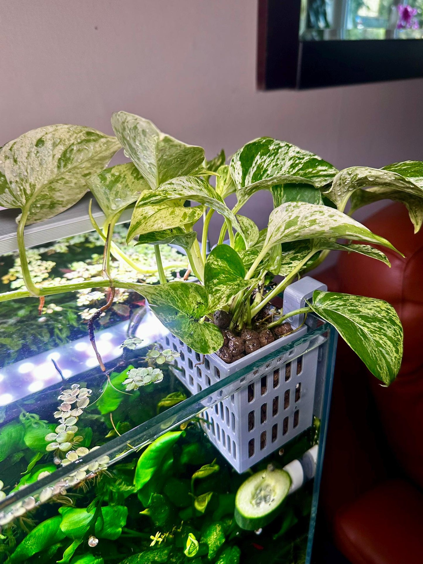 Höhenverstellbarer Aquarium Pflanzenkorb – 3D-gedruckter Pflanzhalter zum Einhängen (S, M, L)