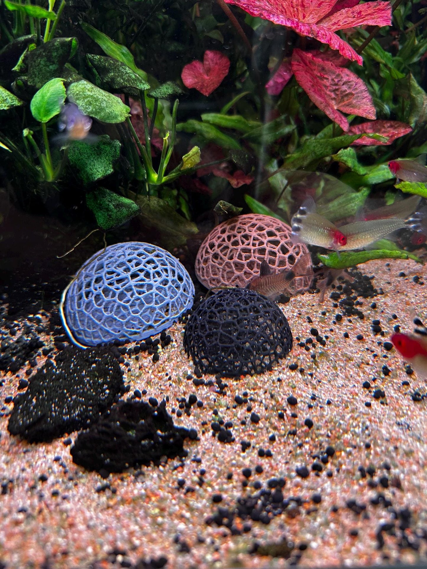 Aquarium Garnelen-Kuppel – Mooshalter & Spielplatz für Aquarien (Ø50/65 mm)