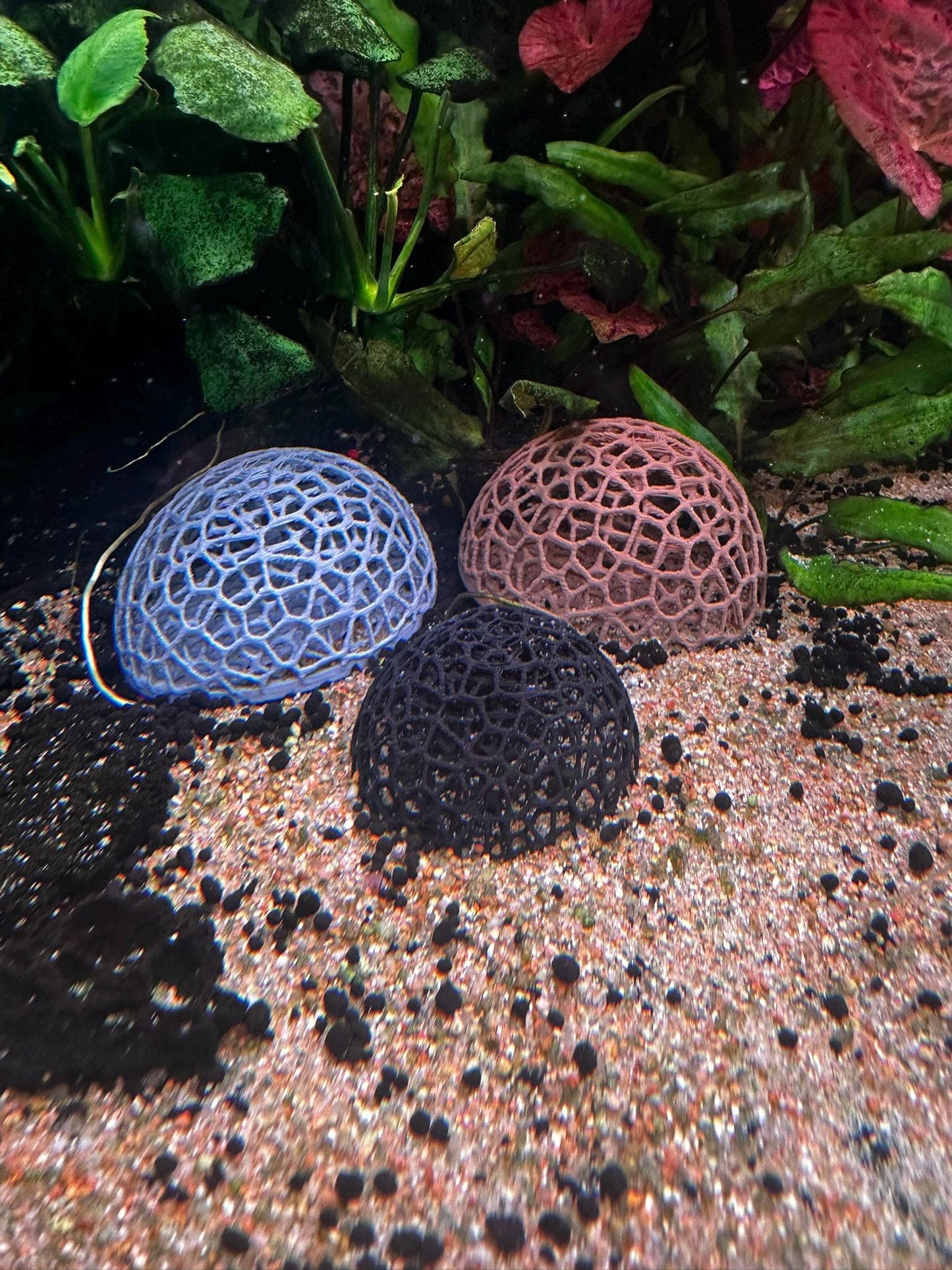 Aquarium Garnelen-Kuppel – Mooshalter & Spielplatz für Aquarien (Ø50/65 mm)