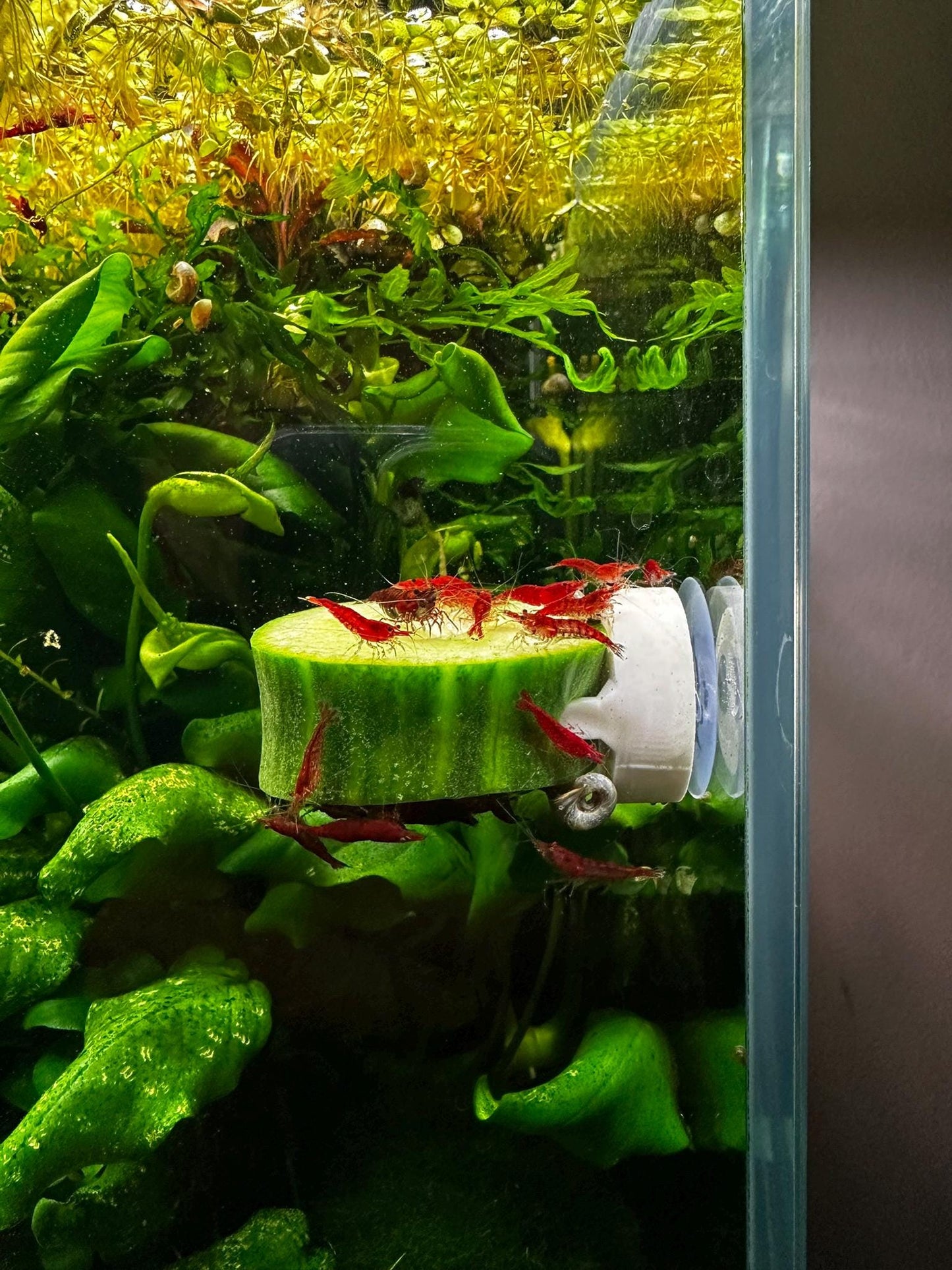 Aquarium Futterhalter mit Saugnapf – Gemüseclip für Welse & Garnelen (3er-Set)