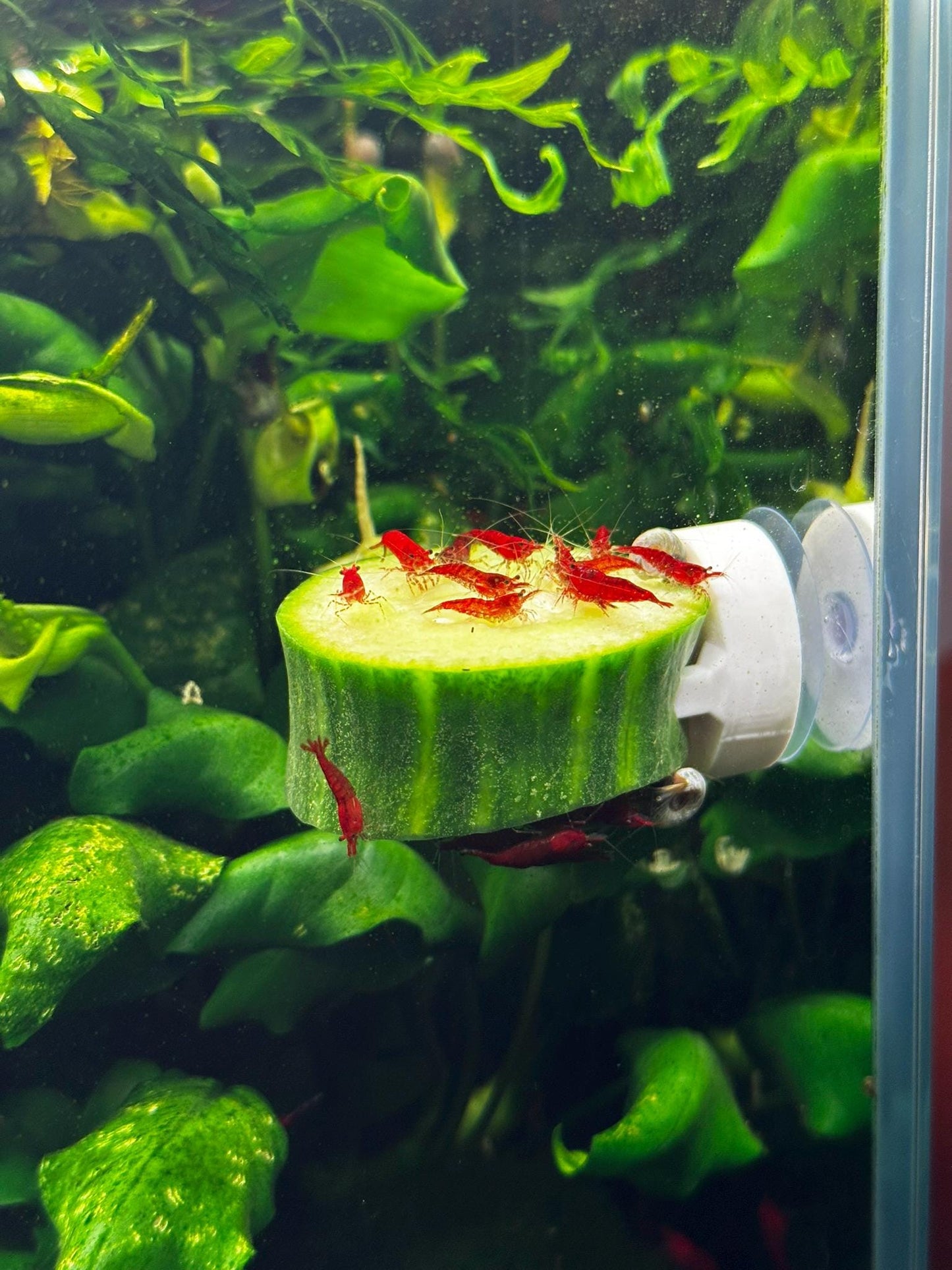 Aquarium Futterhalter mit Saugnapf – Gemüseclip für Welse & Garnelen (3er-Set)