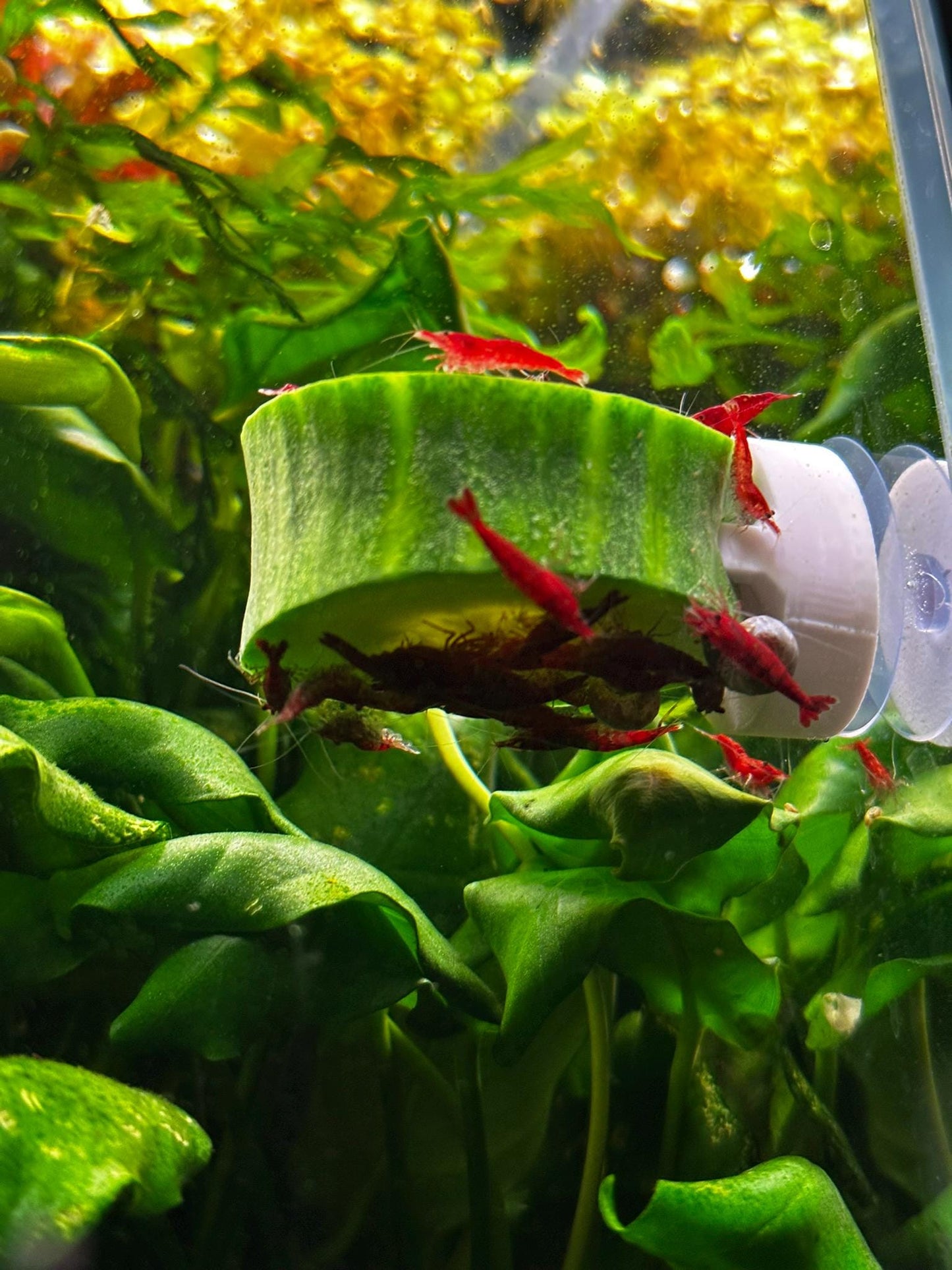 Aquarium Futterhalter mit Saugnapf – Gemüseclip für Welse & Garnelen (3er-Set)