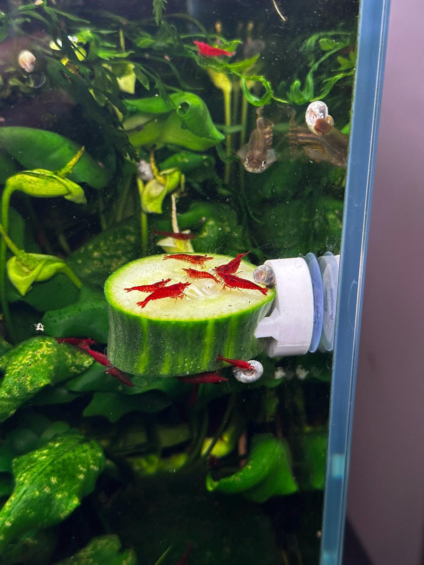 Aquarium Futterhalter mit Saugnapf – Gemüseclip für Welse & Garnelen (3er-Set)