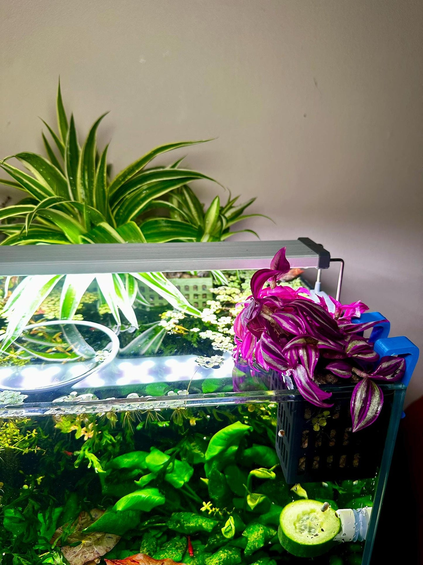 Höhenverstellbarer Aquarium Pflanzenkorb – 3D-gedruckter Pflanzhalter zum Einhängen (S, M, L)