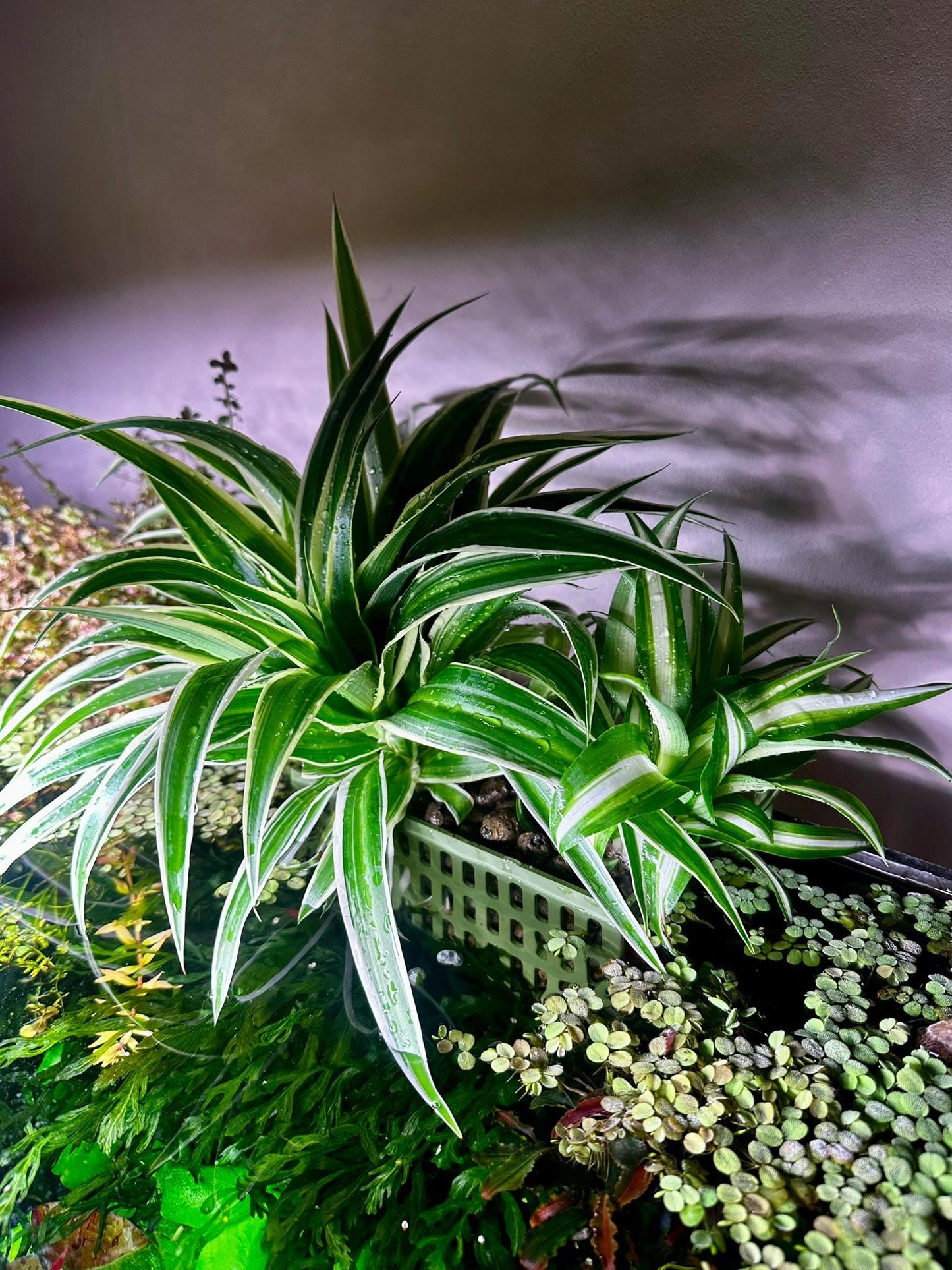 Höhenverstellbarer Aquarium Pflanzenkorb – 3D-gedruckter Pflanzhalter zum Einhängen (S, M, L)