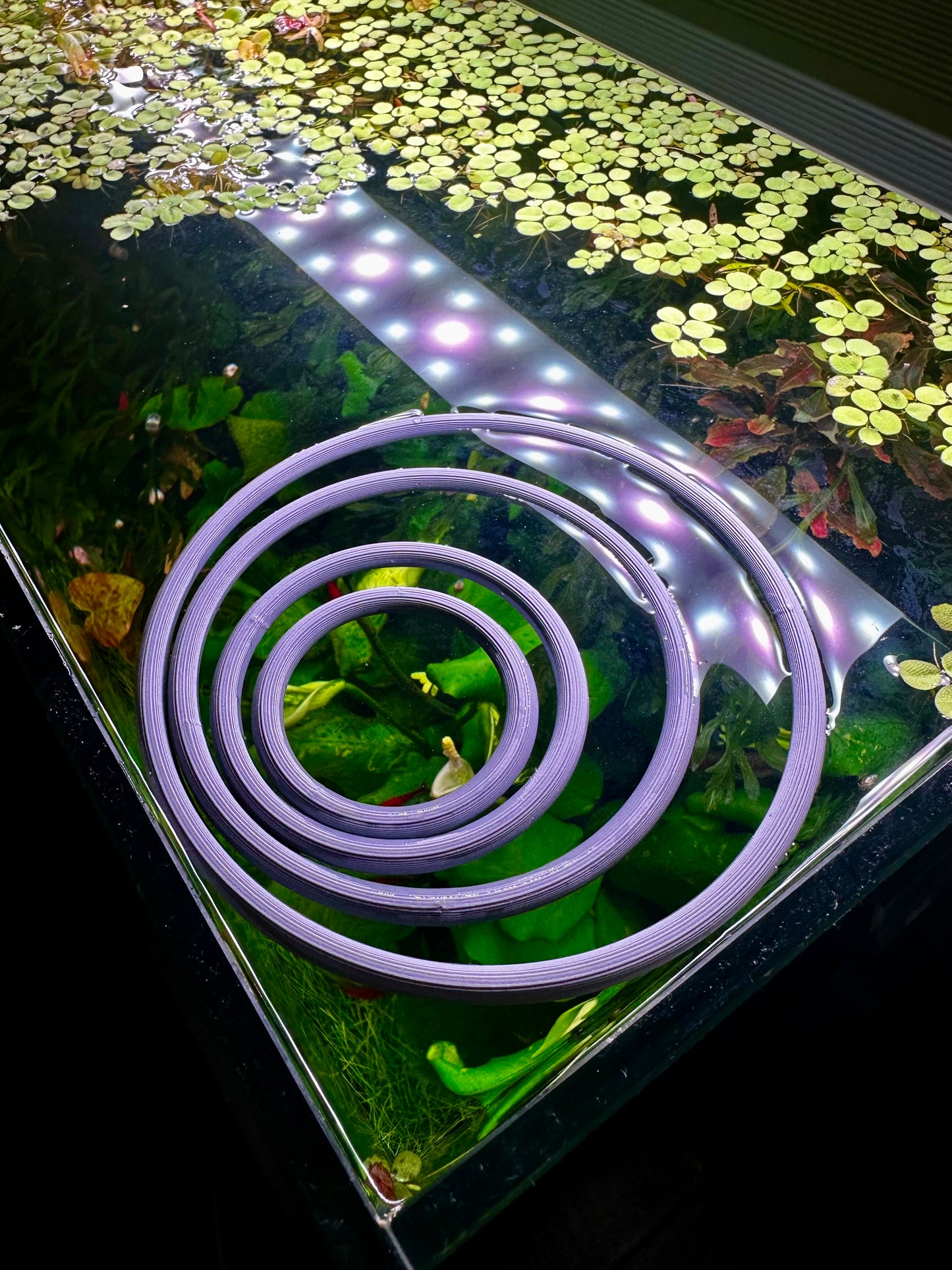 Schwimmender Aquarienring – Pflanzen- & Futterring fürs Aquarium