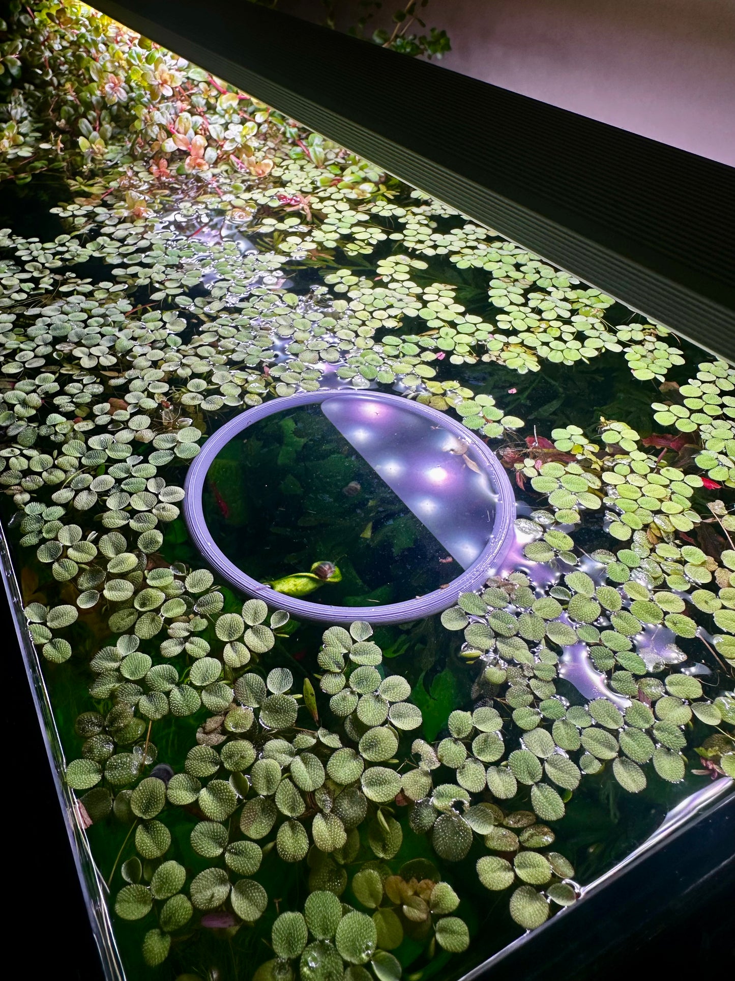 Schwimmender Aquarienring – Pflanzen- & Futterring fürs Aquarium