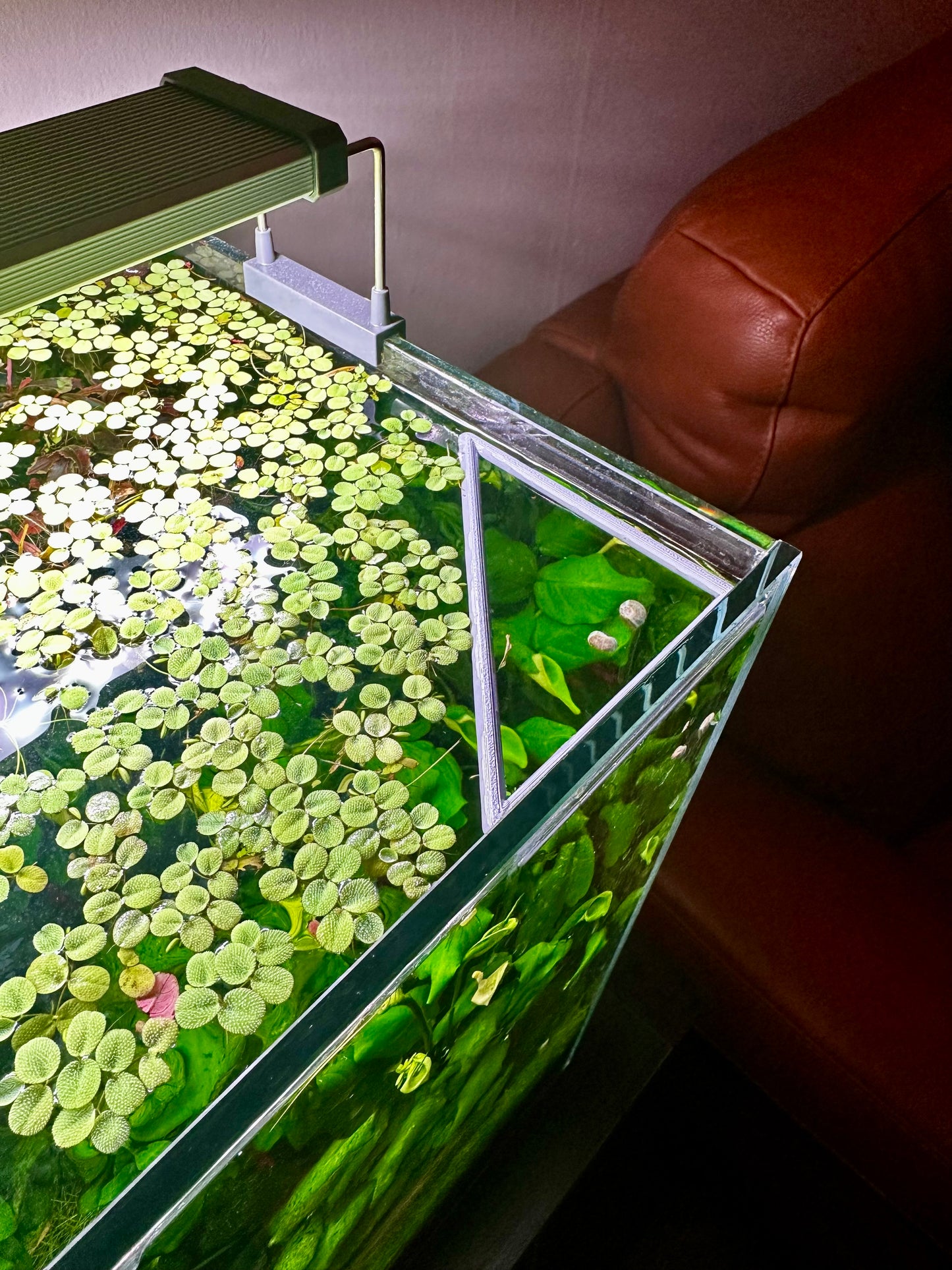 Schwimmender Dreiecksring fürs Aquarium – Pflanzen- & Futterring