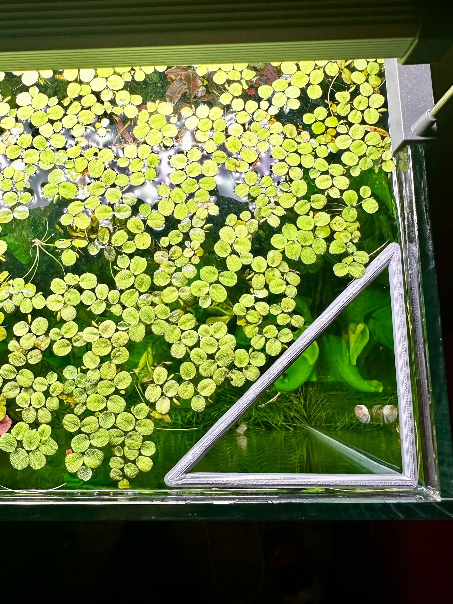 Schwimmender Dreiecksring fürs Aquarium – Pflanzen- & Futterring