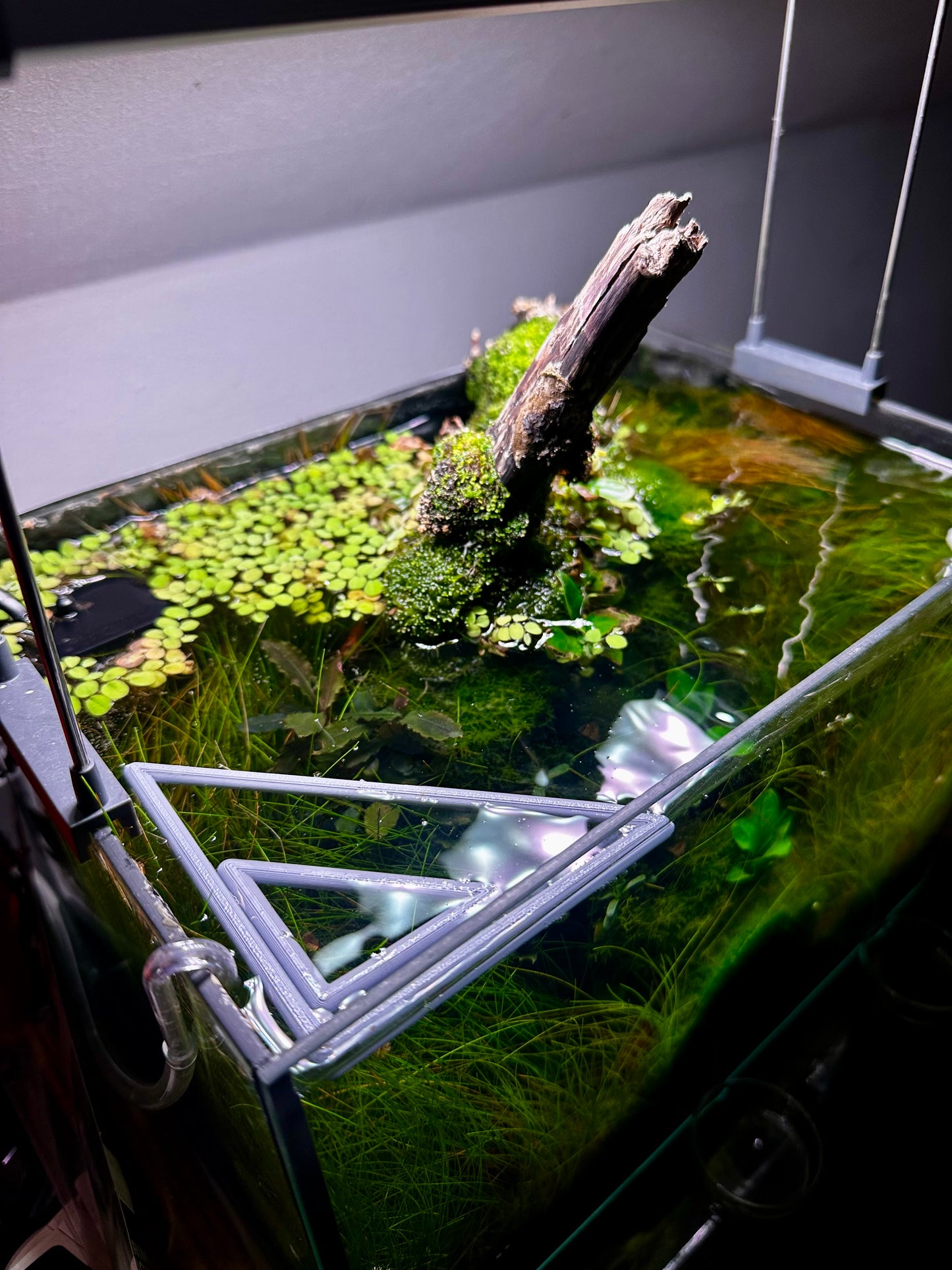 Schwimmender Dreiecksring fürs Aquarium – Pflanzen- & Futterring