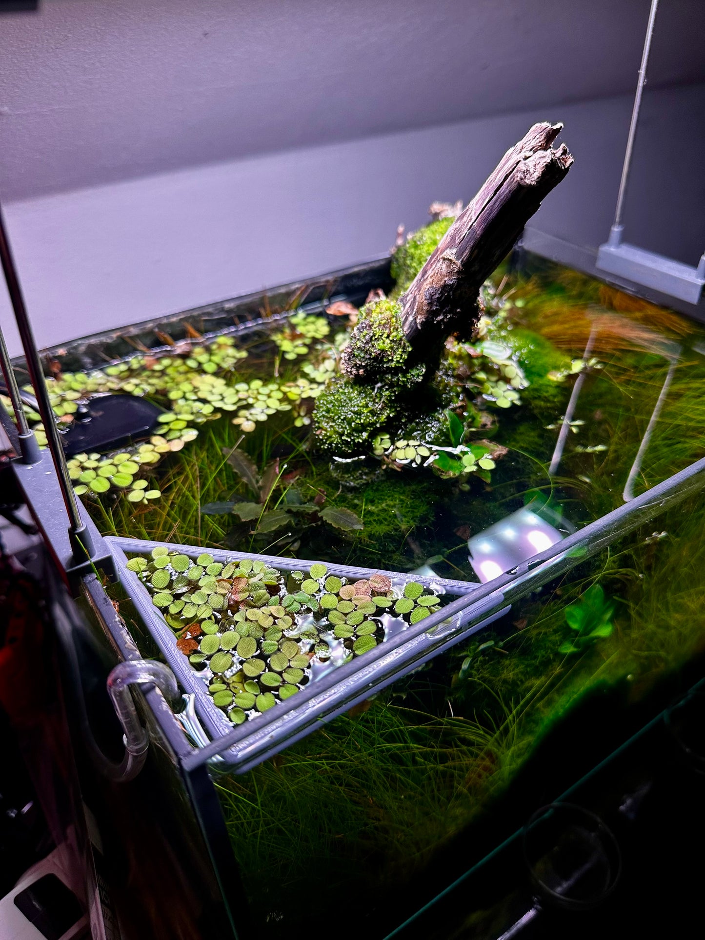 Schwimmender Dreiecksring fürs Aquarium – Pflanzen- & Futterring