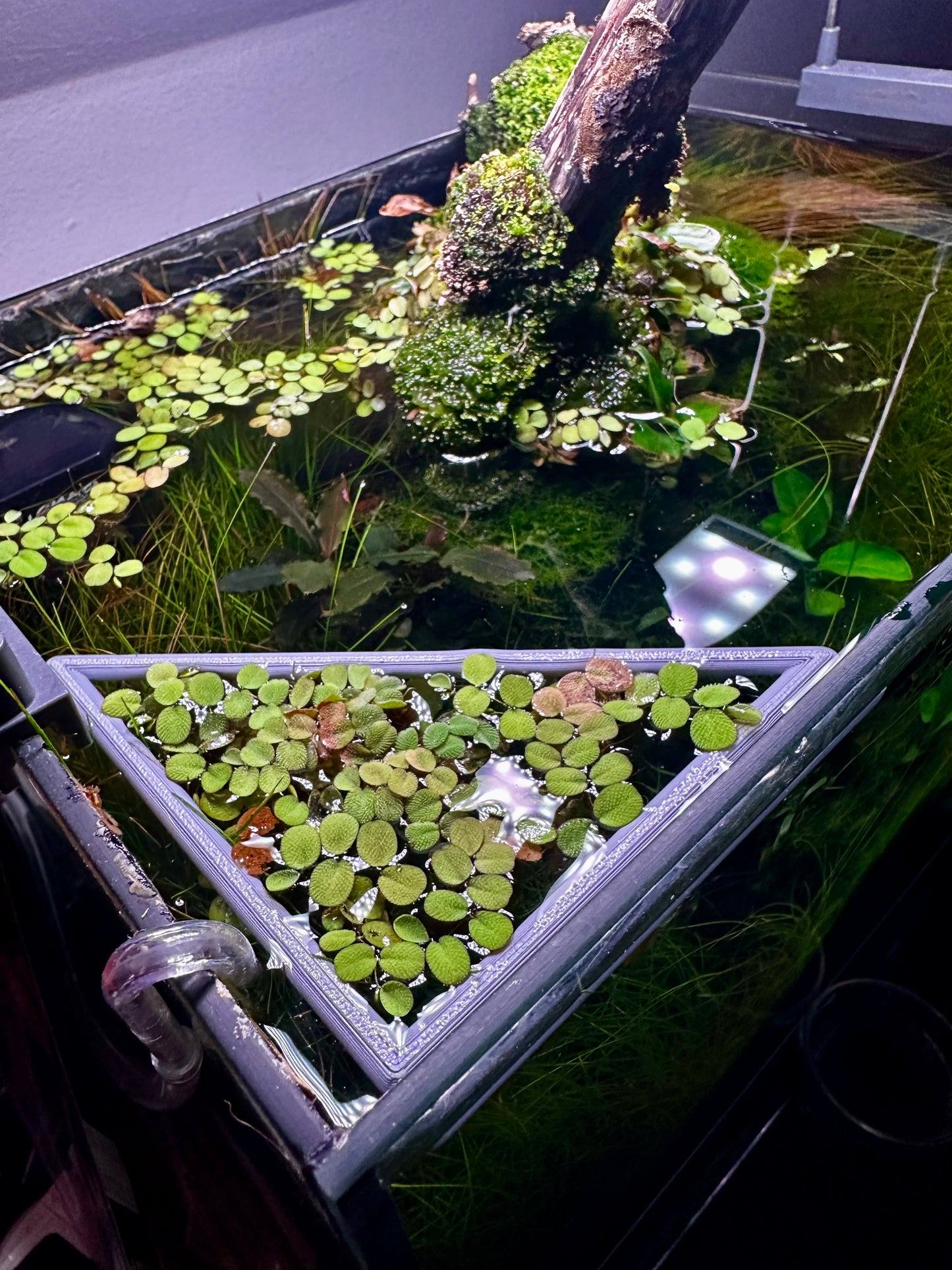 Schwimmender Dreiecksring fürs Aquarium – Pflanzen- & Futterring