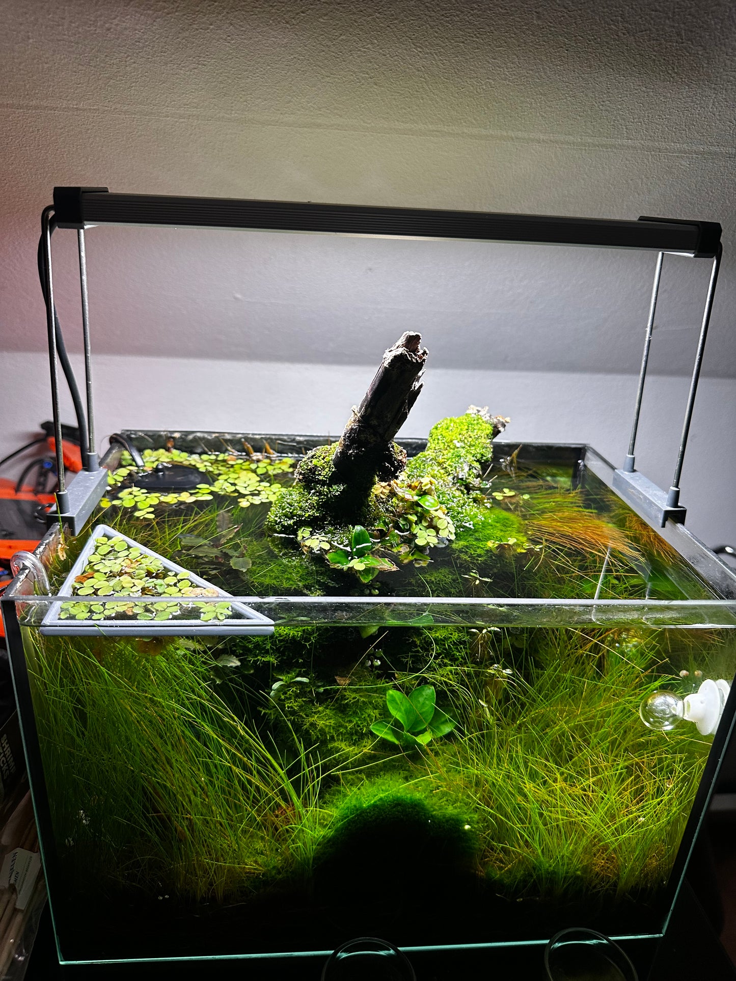 Schwimmender Dreiecksring fürs Aquarium – Pflanzen- & Futterring