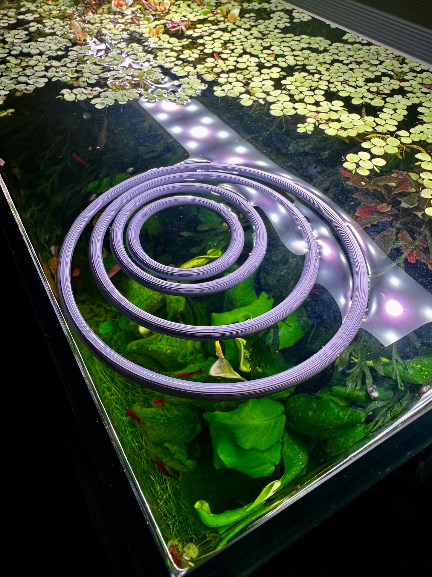 Schwimmender Aquarienring – Pflanzen- & Futterring fürs Aquarium